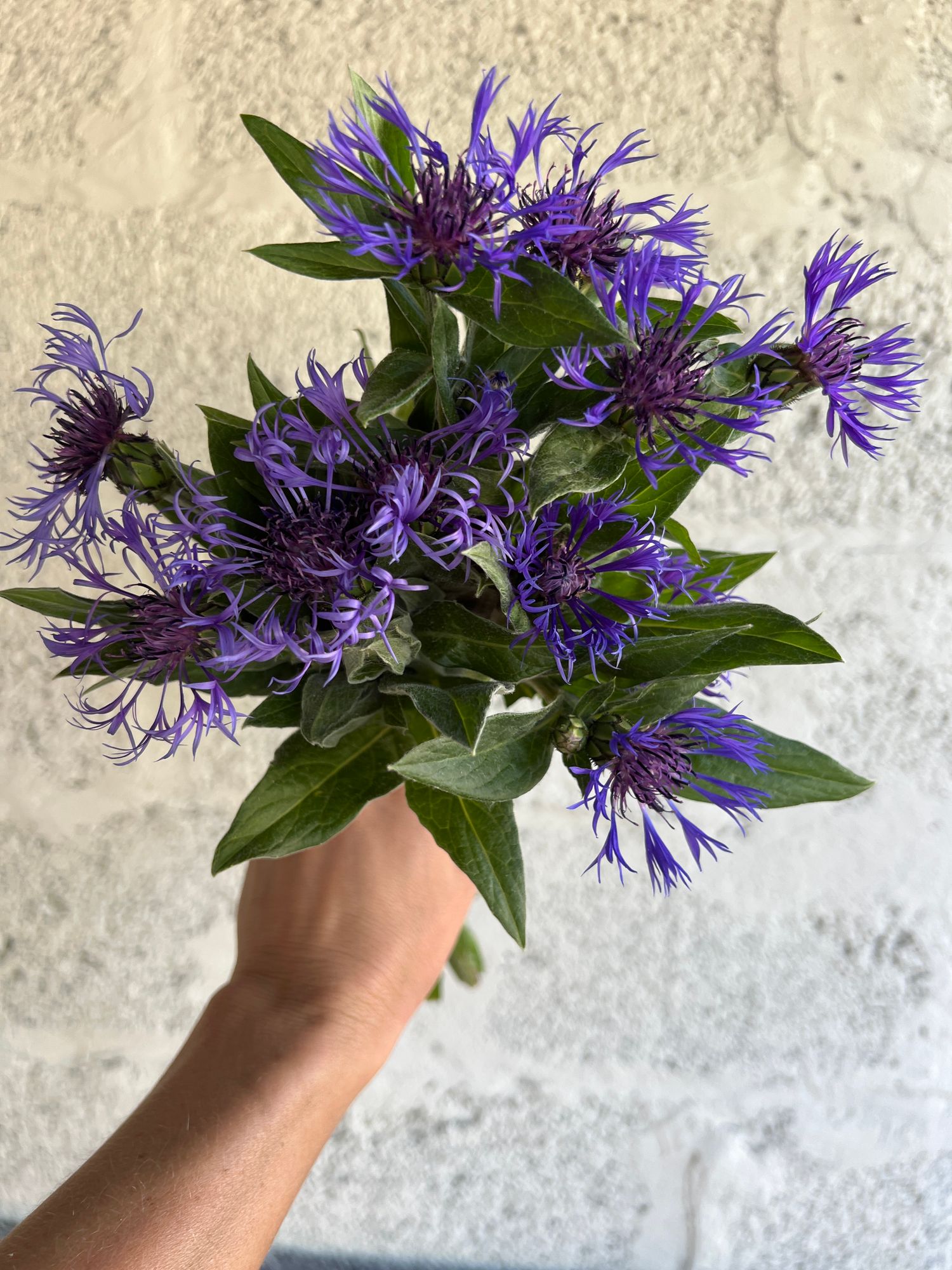 CENTAUREA montana