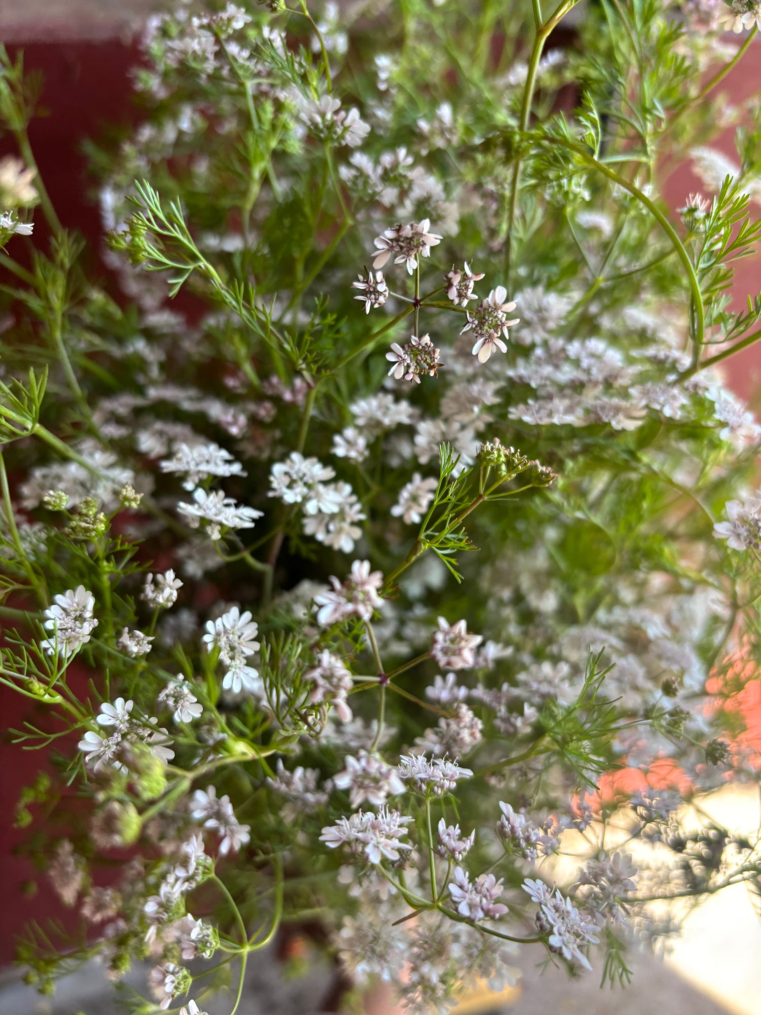 CORIANDRUM sativum