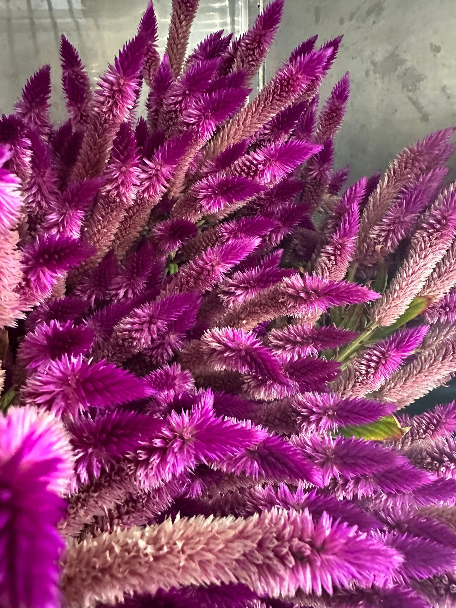 CELOSIA argentea spicata