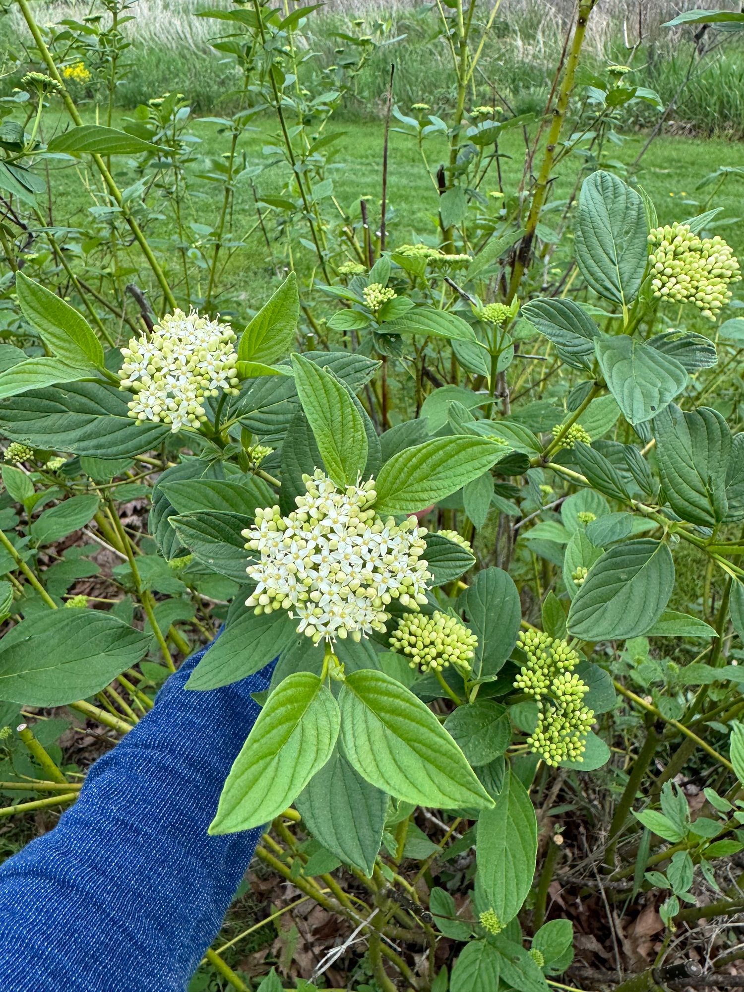 CORNUS canadensis