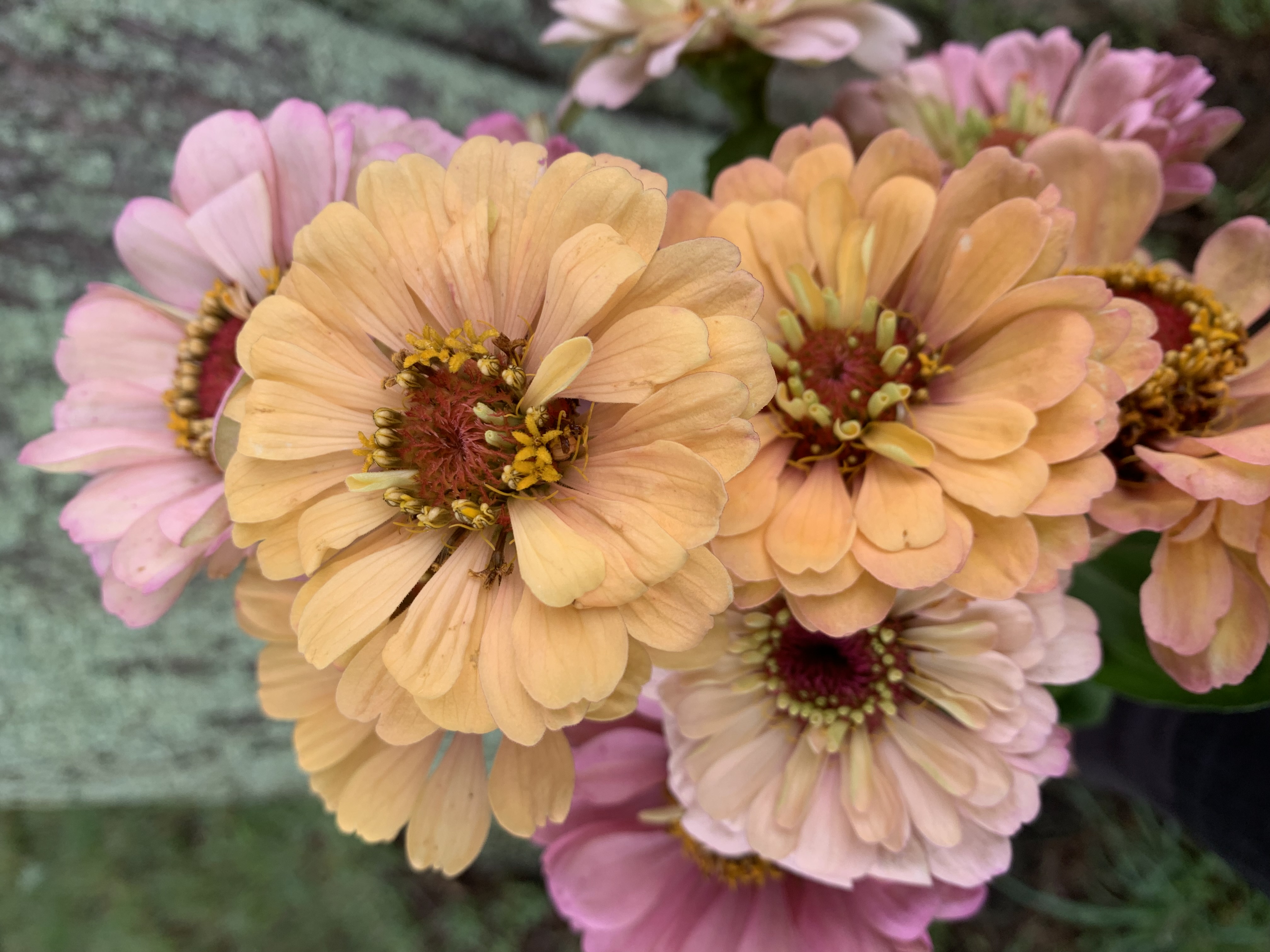 ZINNIA elegans Precious Metals