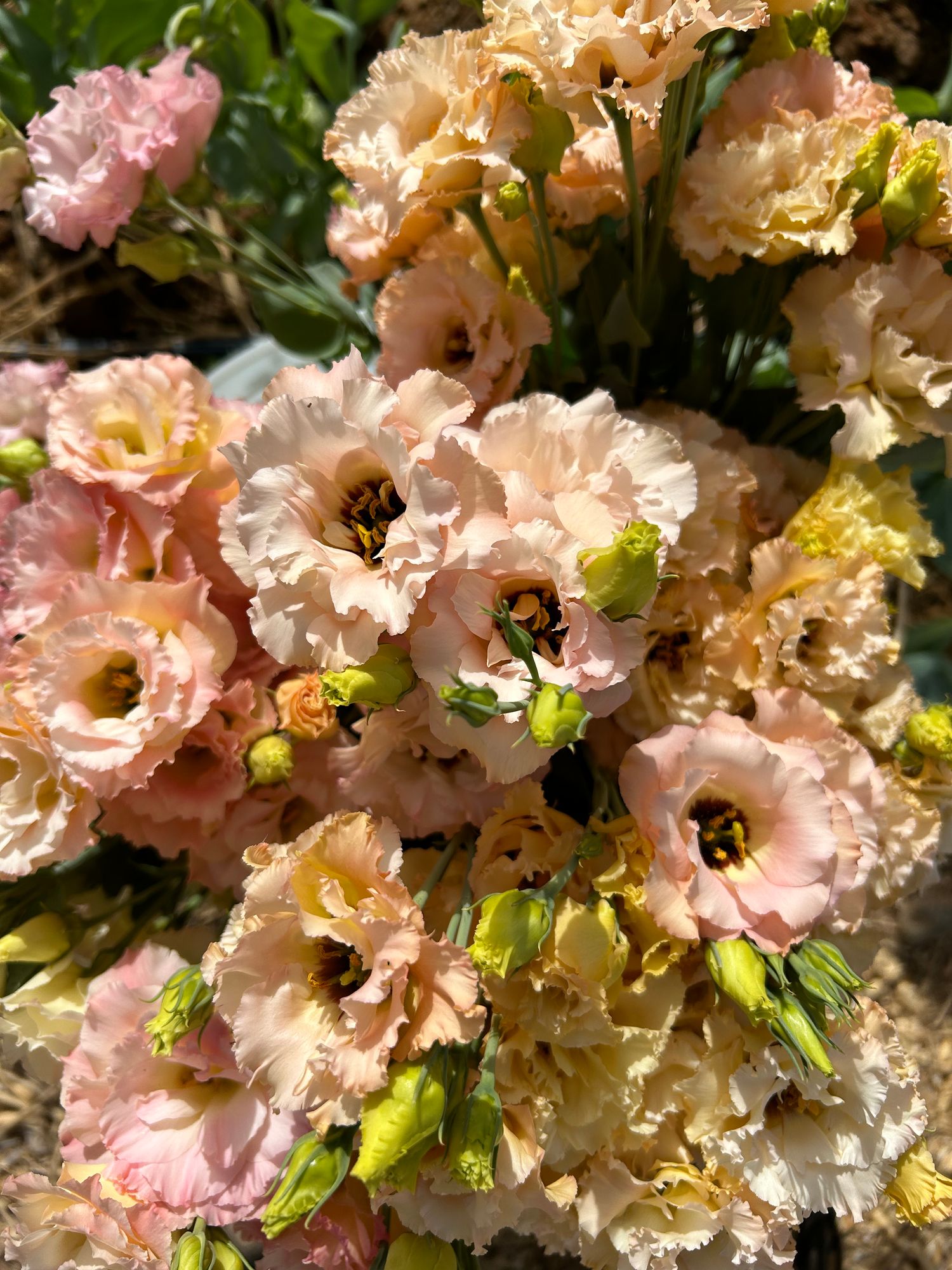 EUSTOMA grandiflorum Arena Champagne