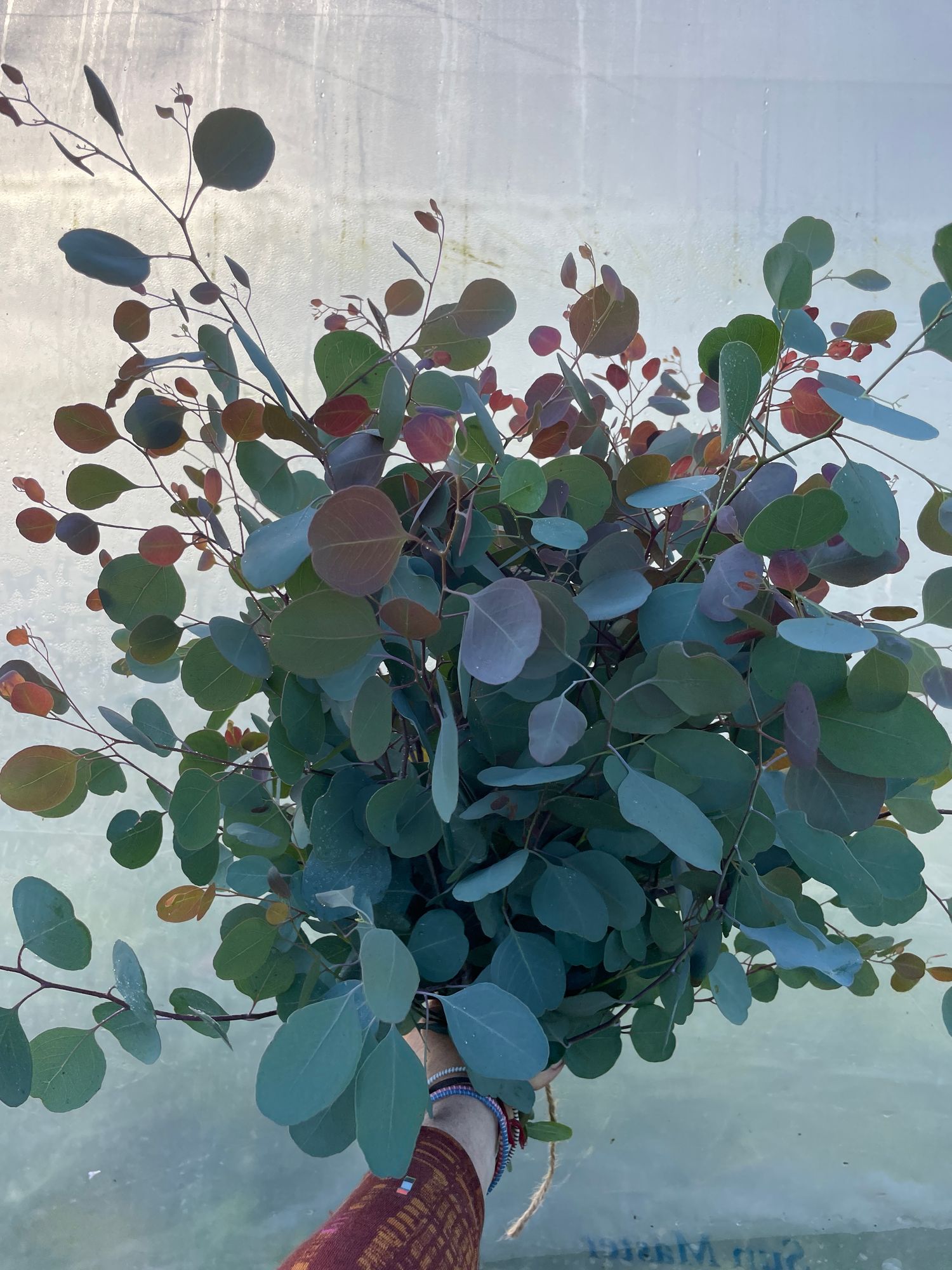 EUCALYPTUS polyanthemos