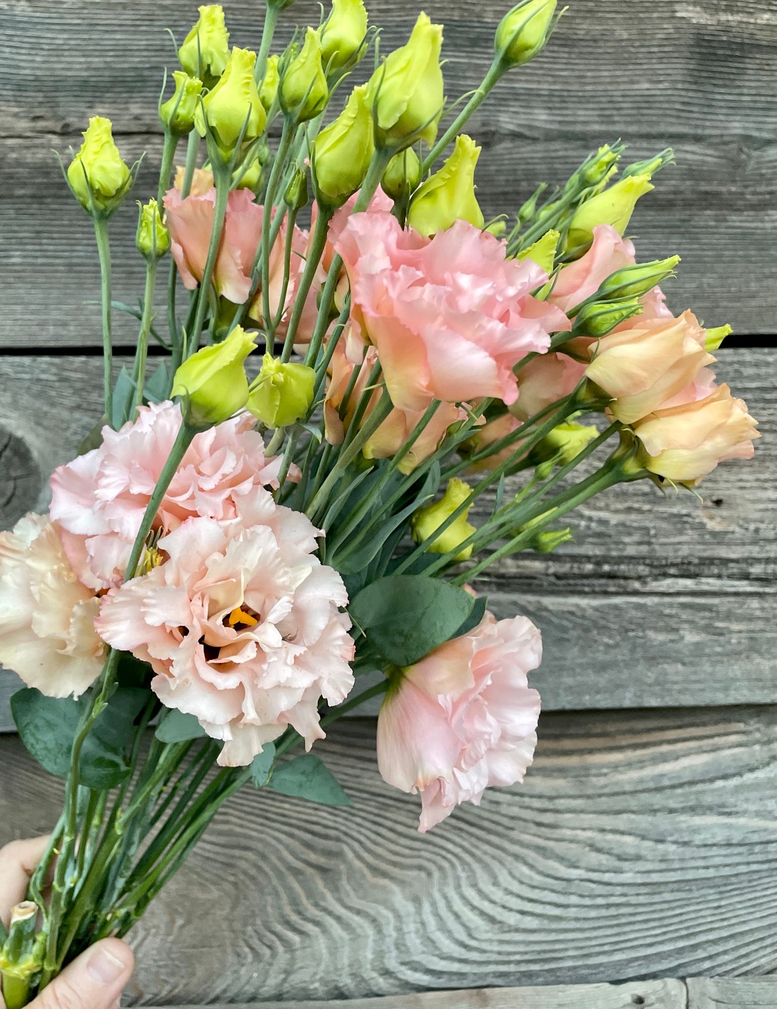 EUSTOMA grandiflorum Voyage