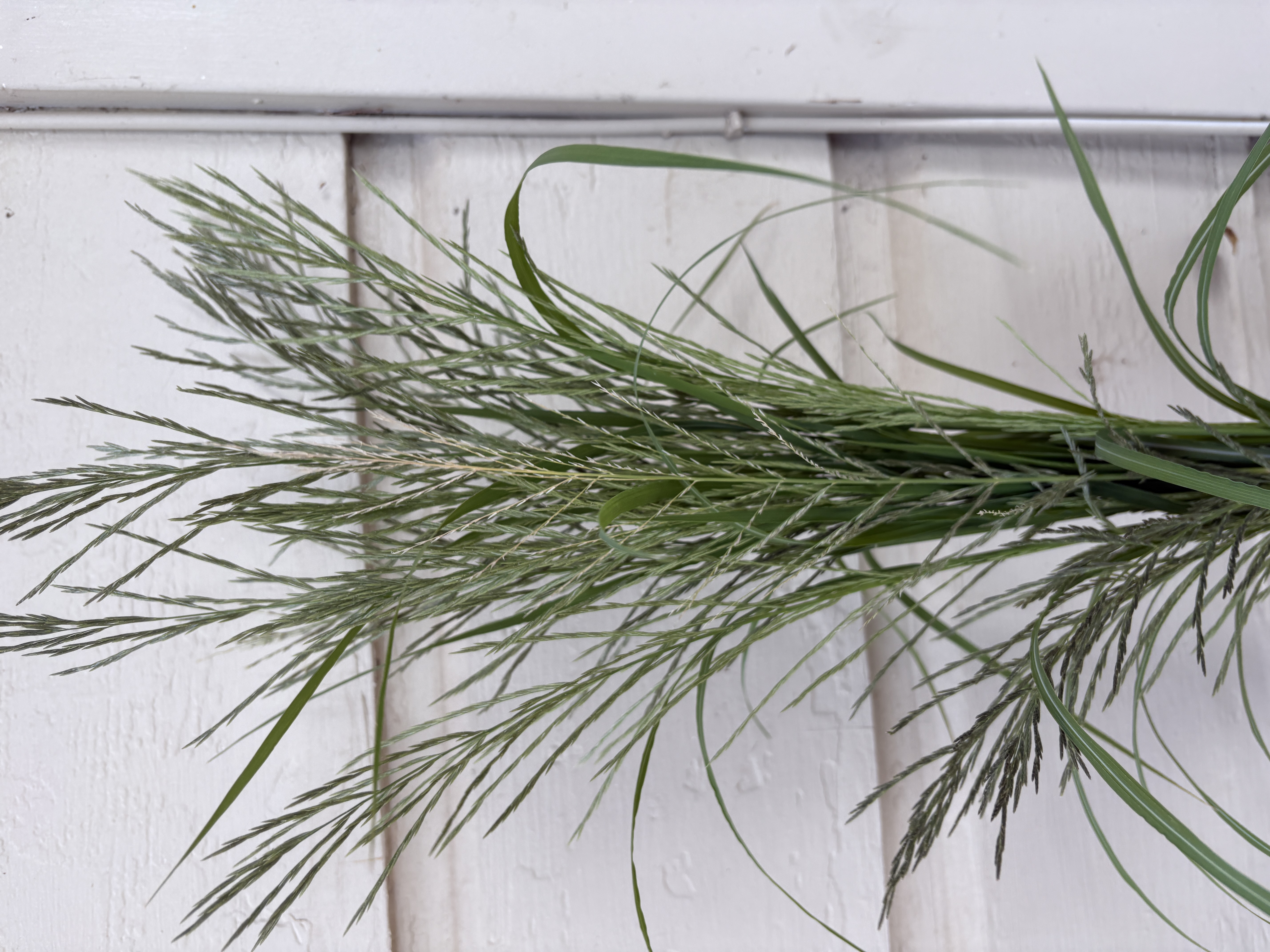 MISCANTHUS oligostachyus