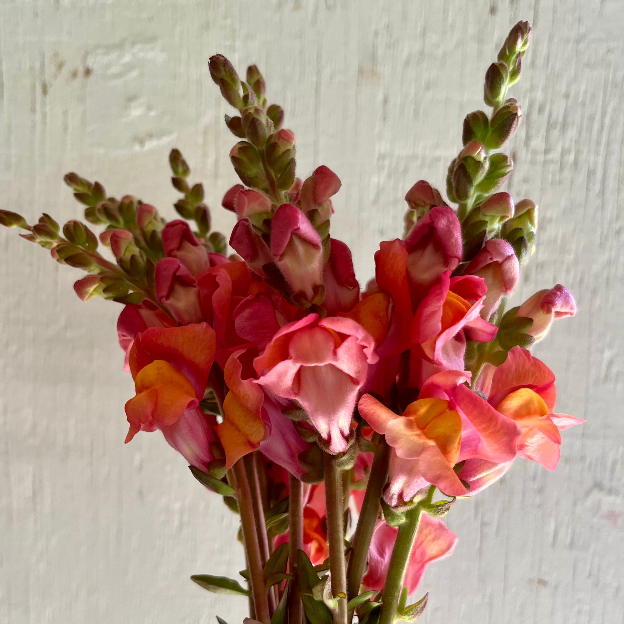 ANTIRRHINUM majus Cool Orange