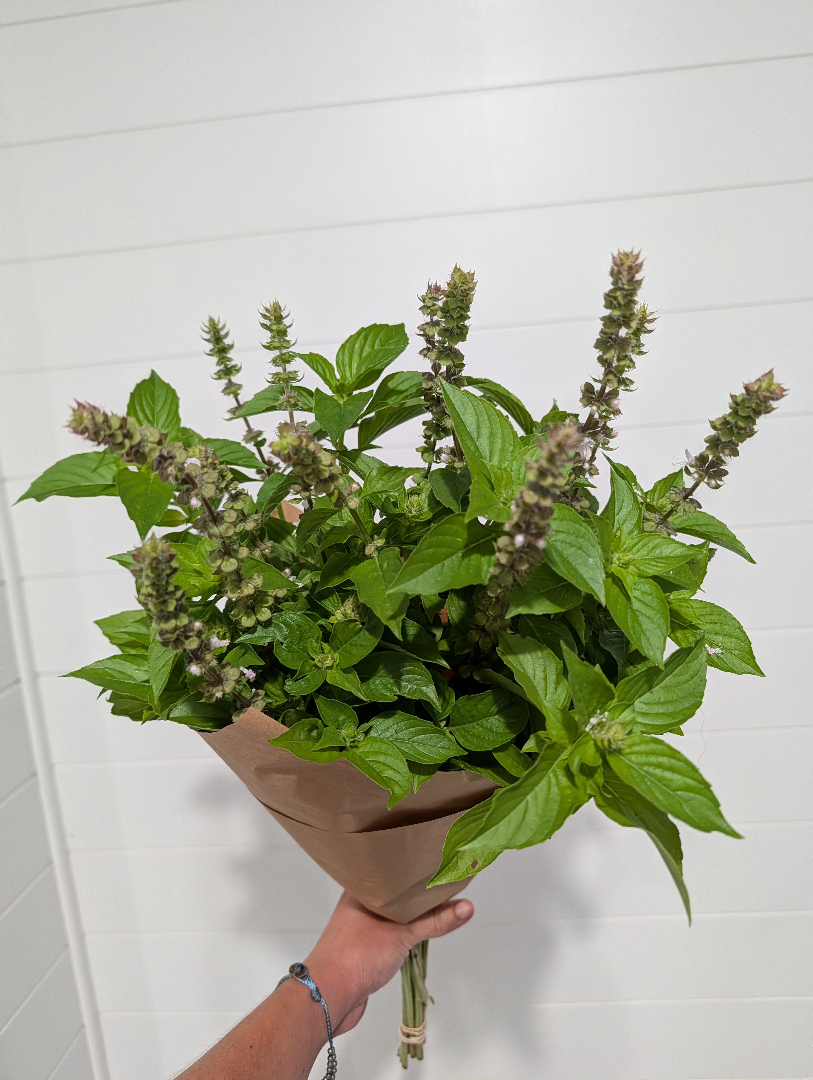 OCIMUM basilicum Citriodora