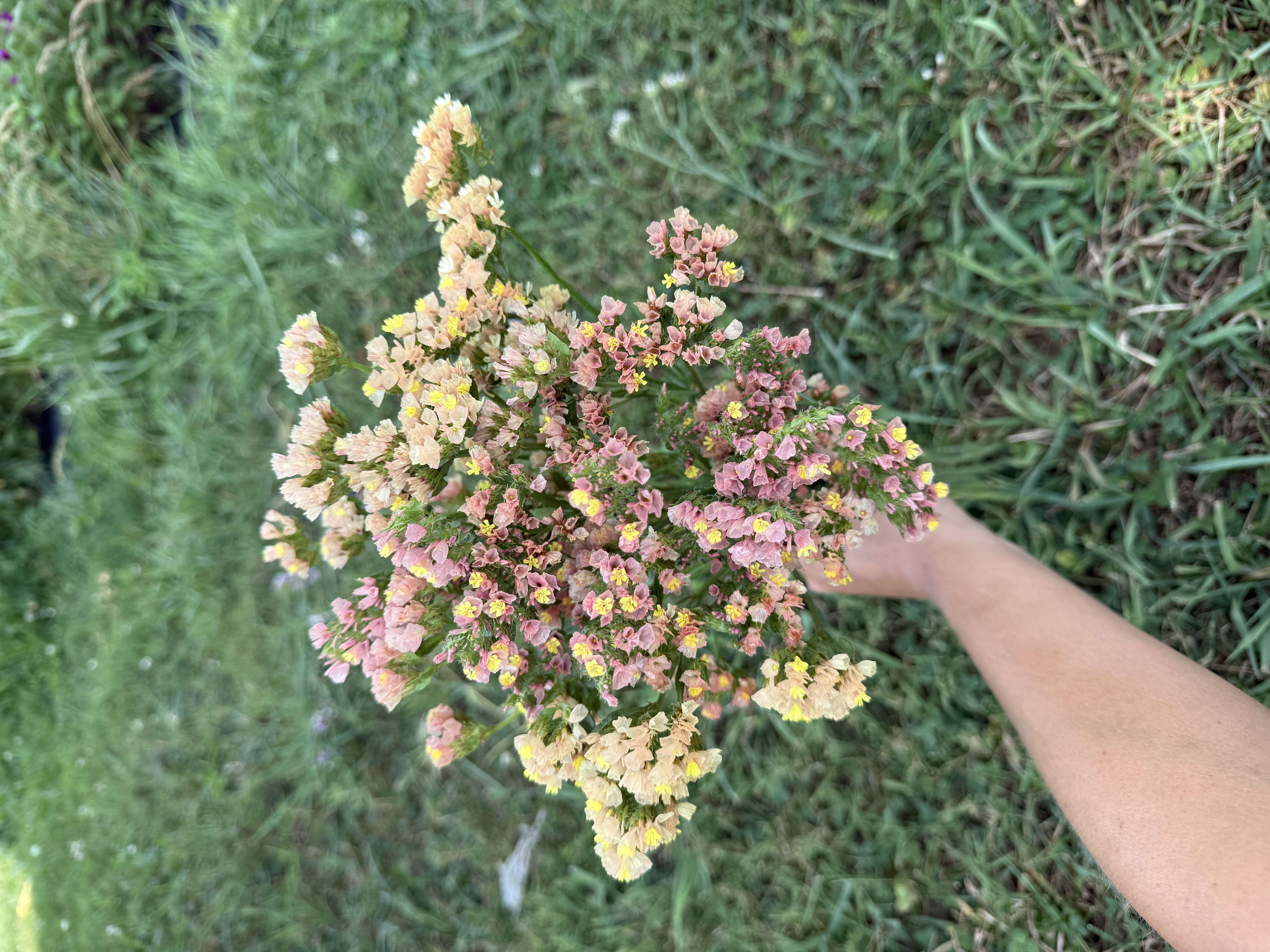 LIMONIUM sinuatum QIS Apricot