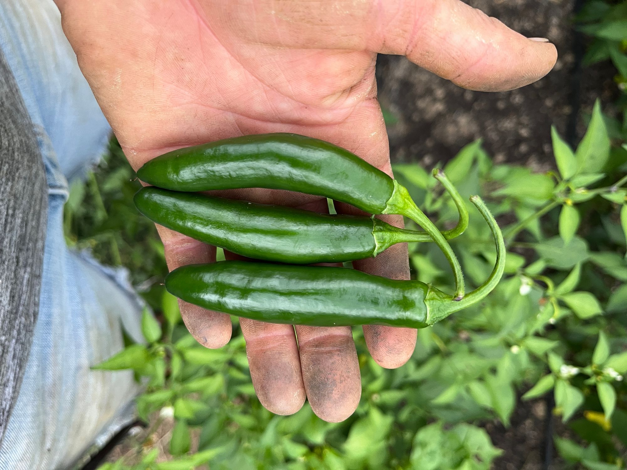 Peppers, Hot, Serranos