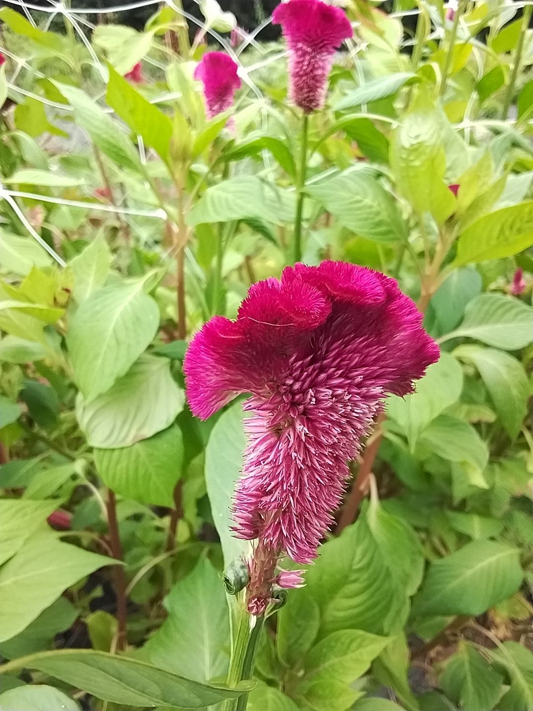 CELOSIA argentea var. cristata Cramer's Burgundy