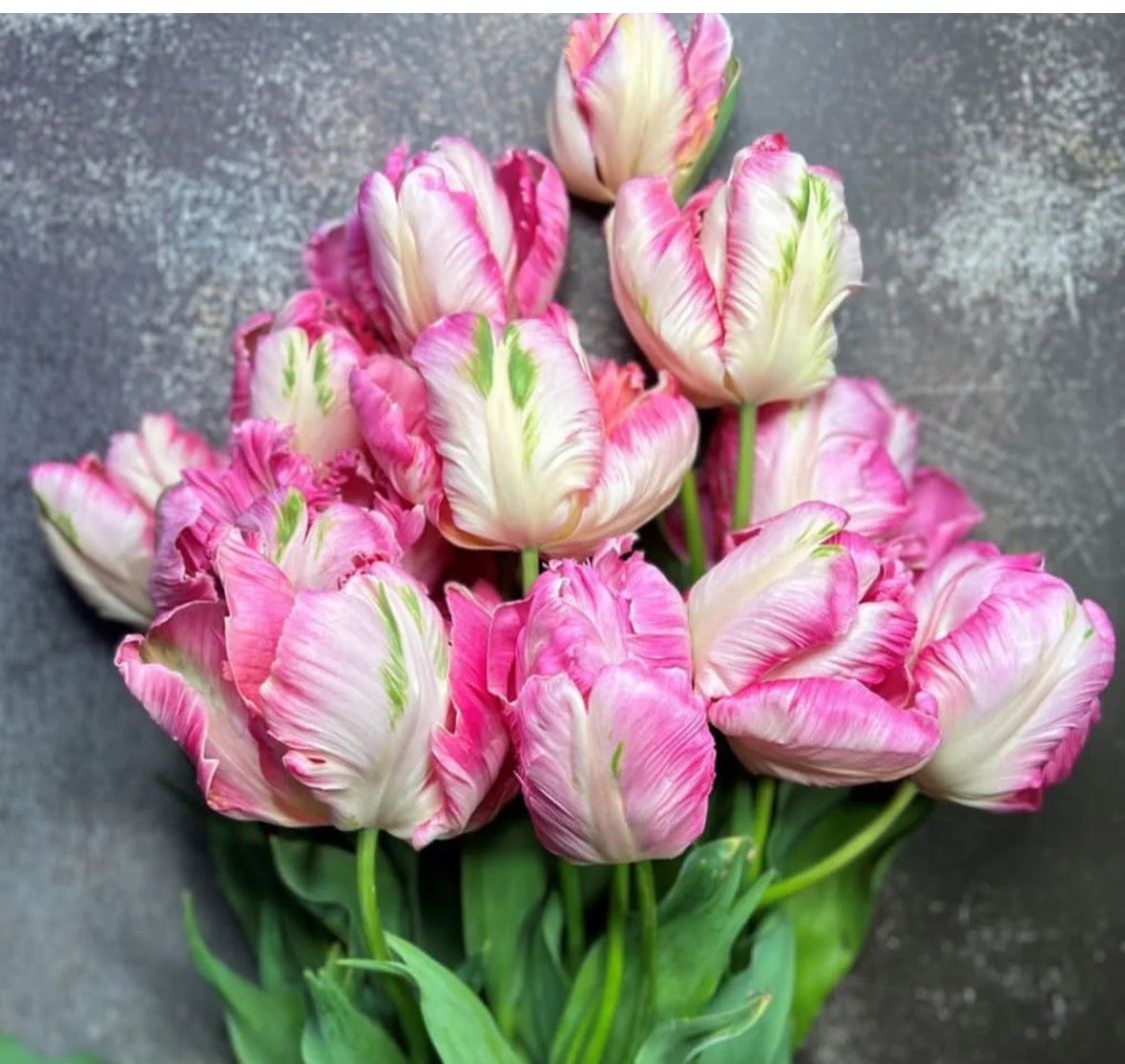 TULIPA Pink Vision