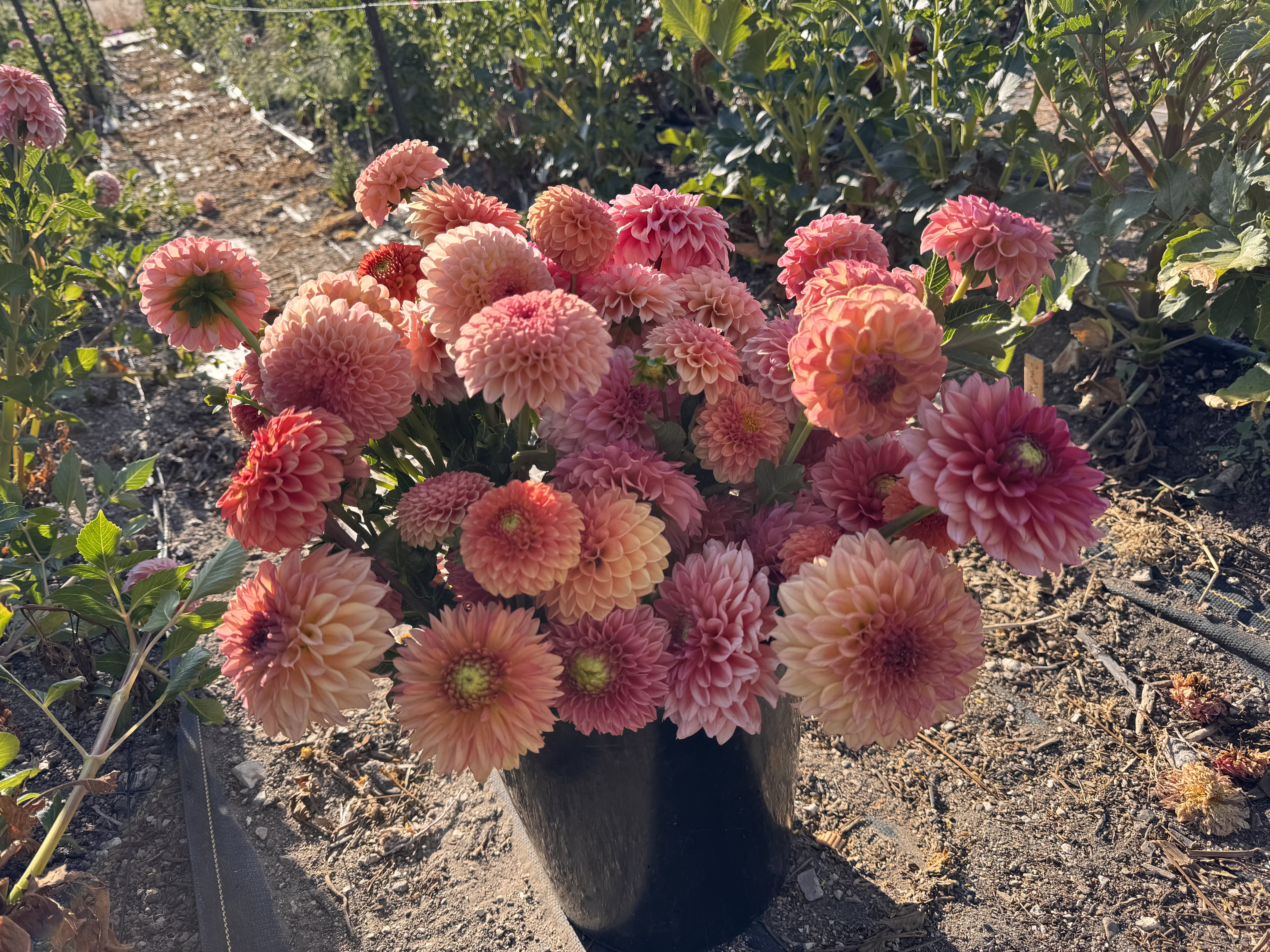 DAHLIA