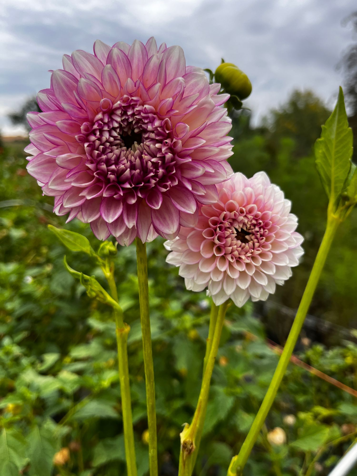 DAHLIA Maltby Pearl
