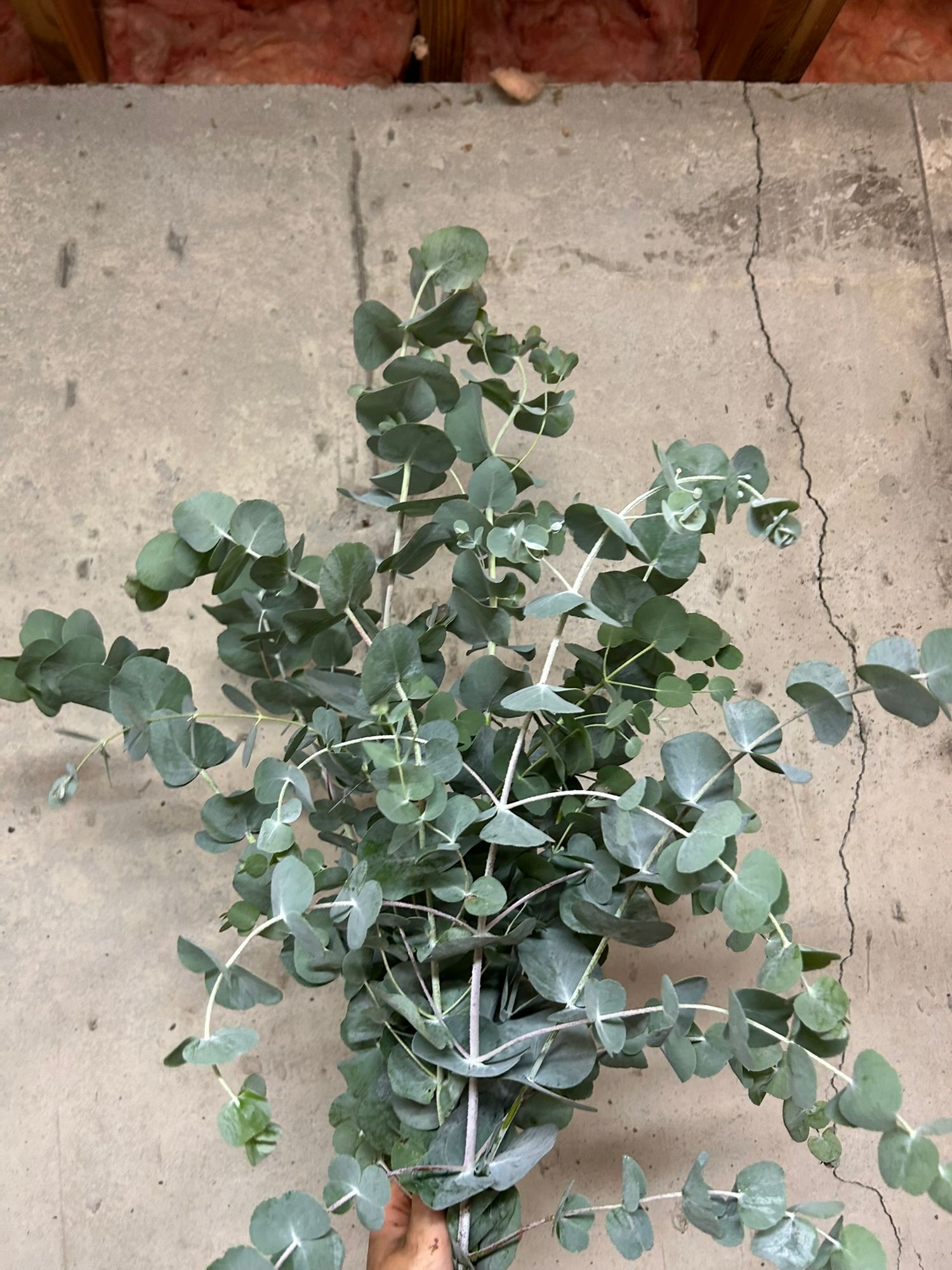 EUCALYPTUS cinerea