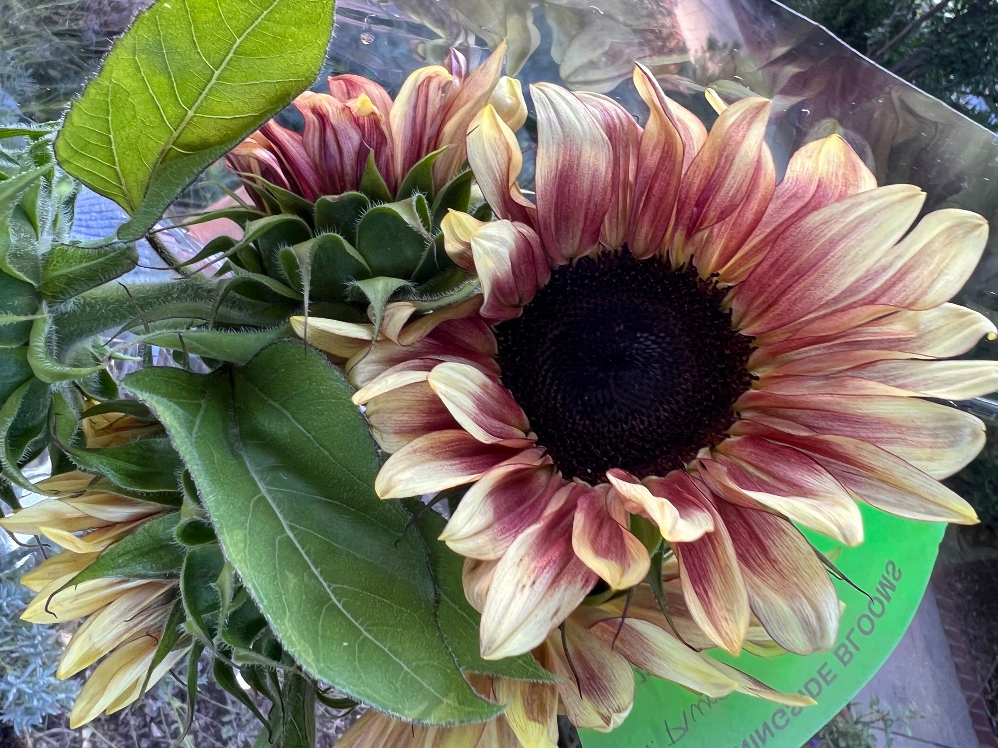 HELIANTHUS annuus ProCut Plum