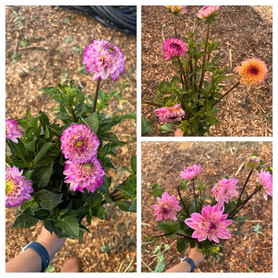 DAHLIA