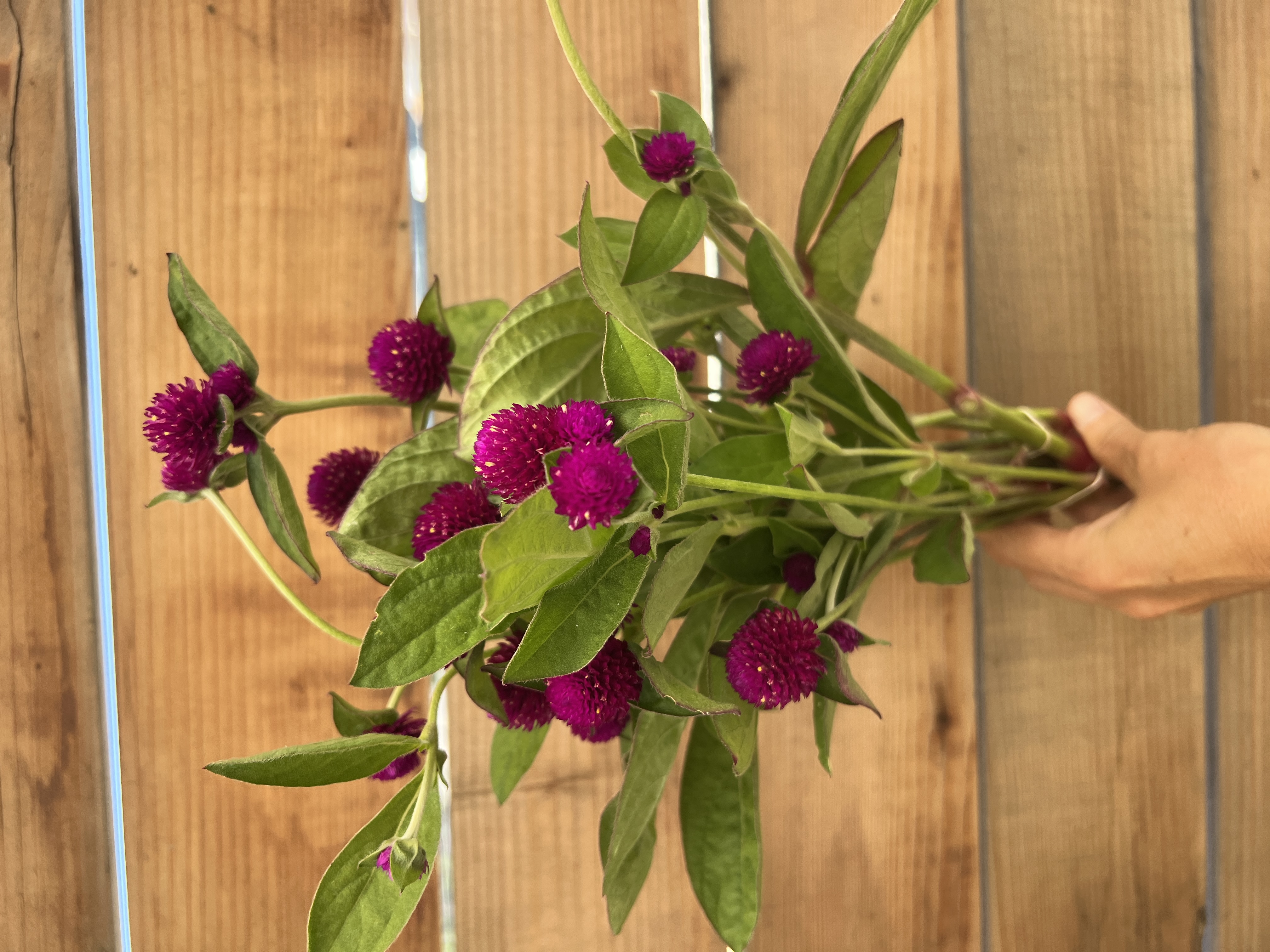 GOMPHRENA globosa Audray Purple-Red