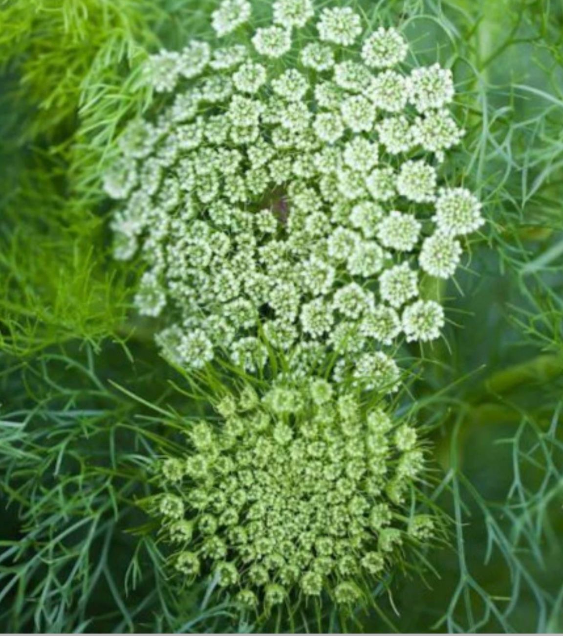 AMMI visnaga Green Mist
