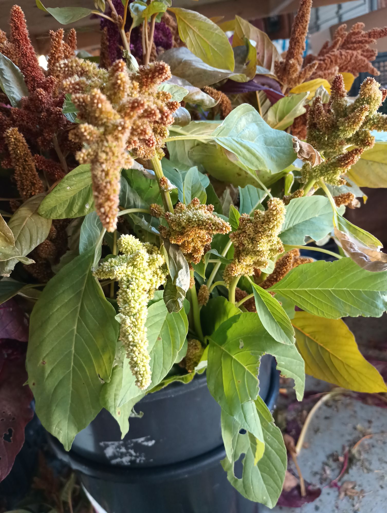 AMARANTHUS cruentus Autumn Touch