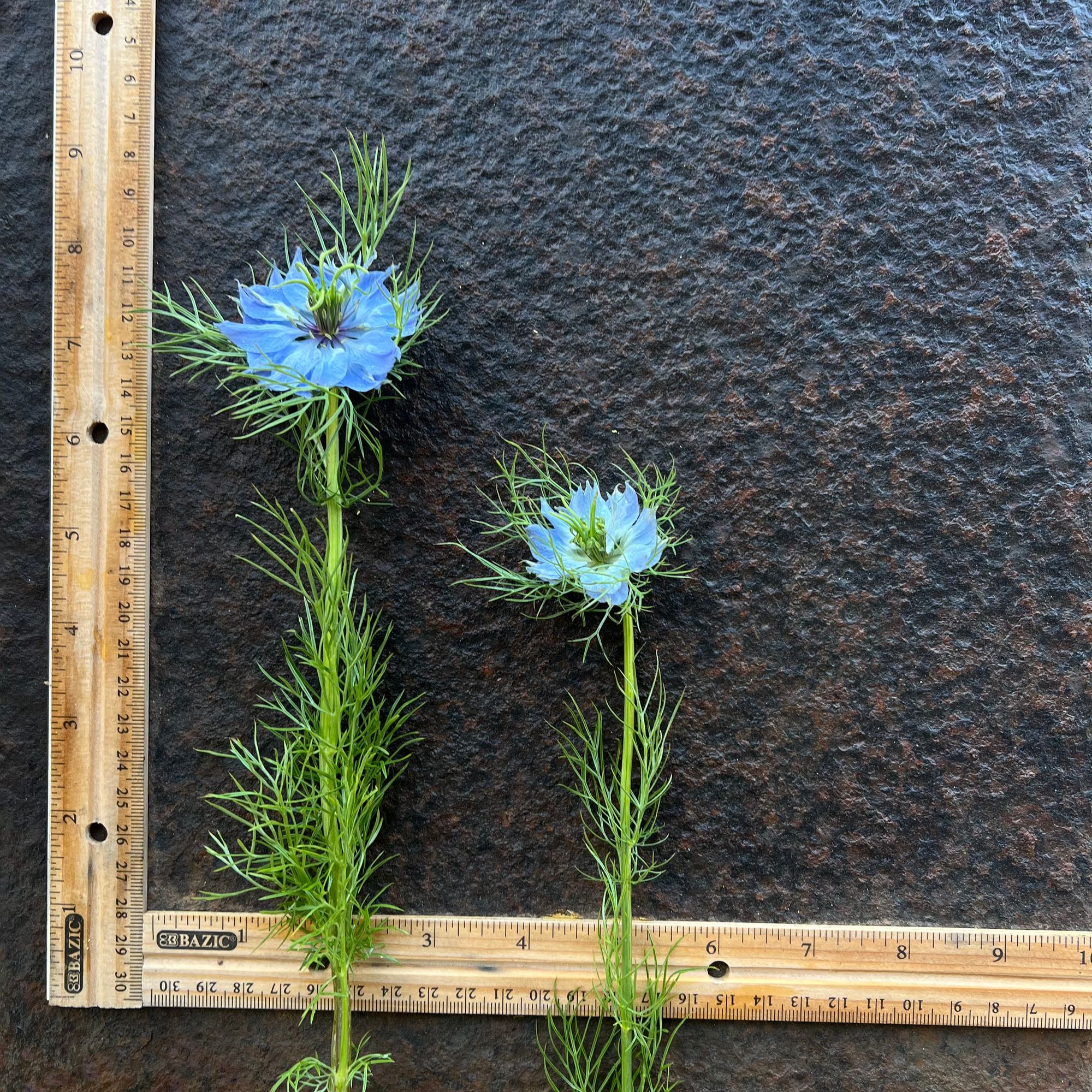NIGELLA