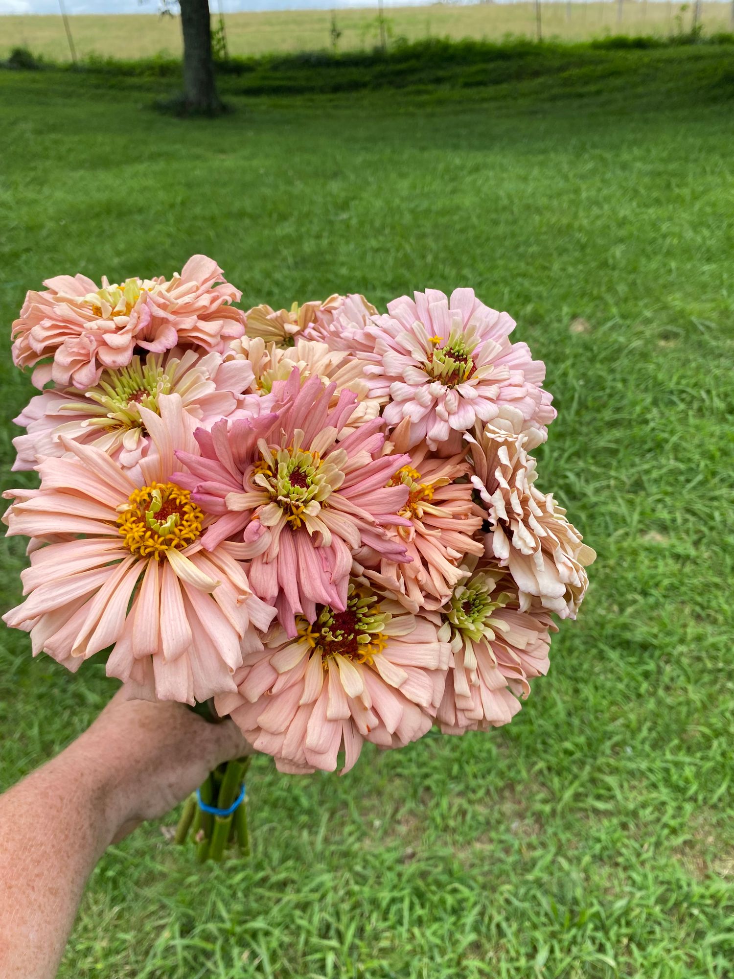ZINNIA elegans Ballerina