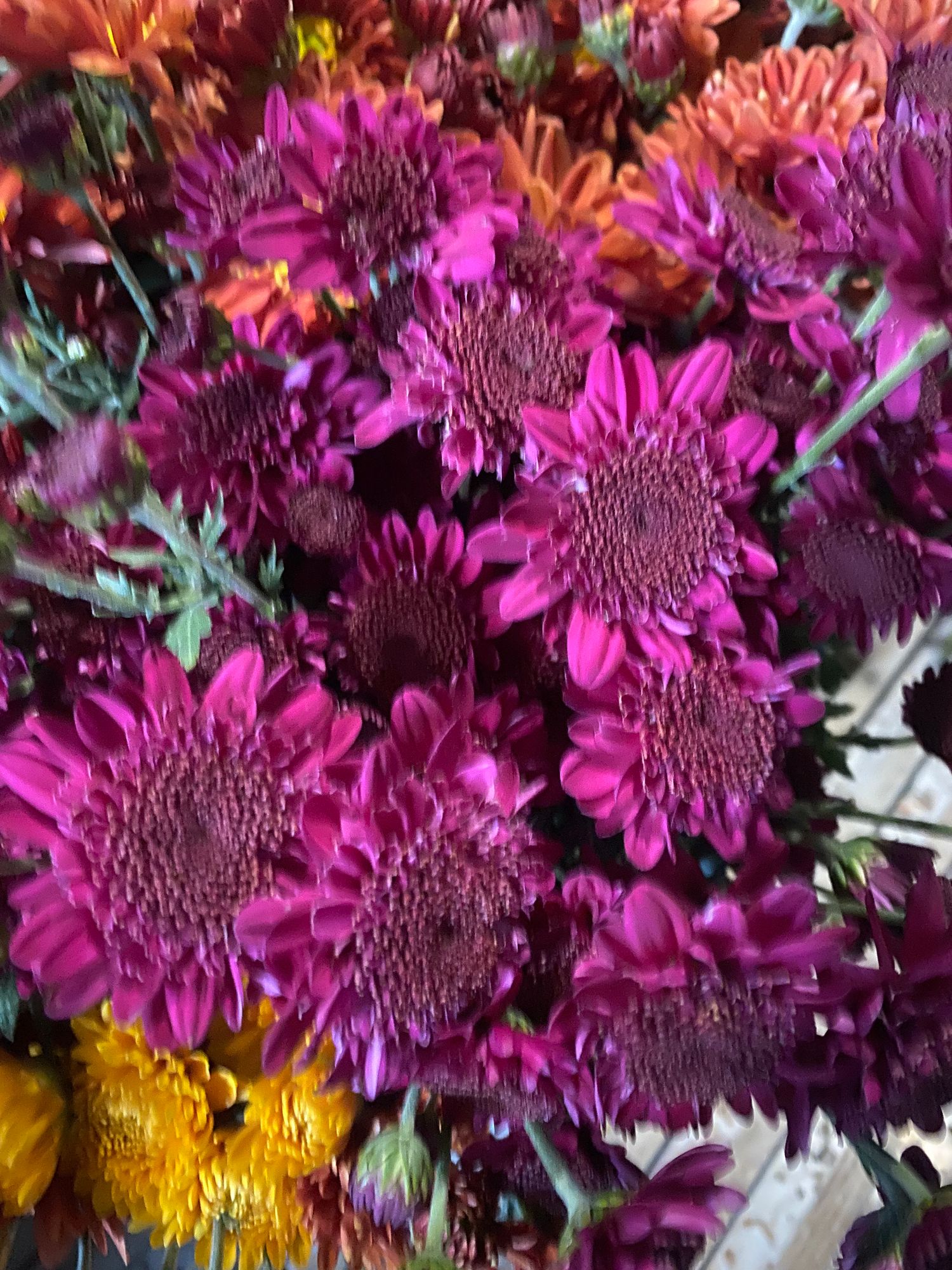 CHRYSANTHEMUM