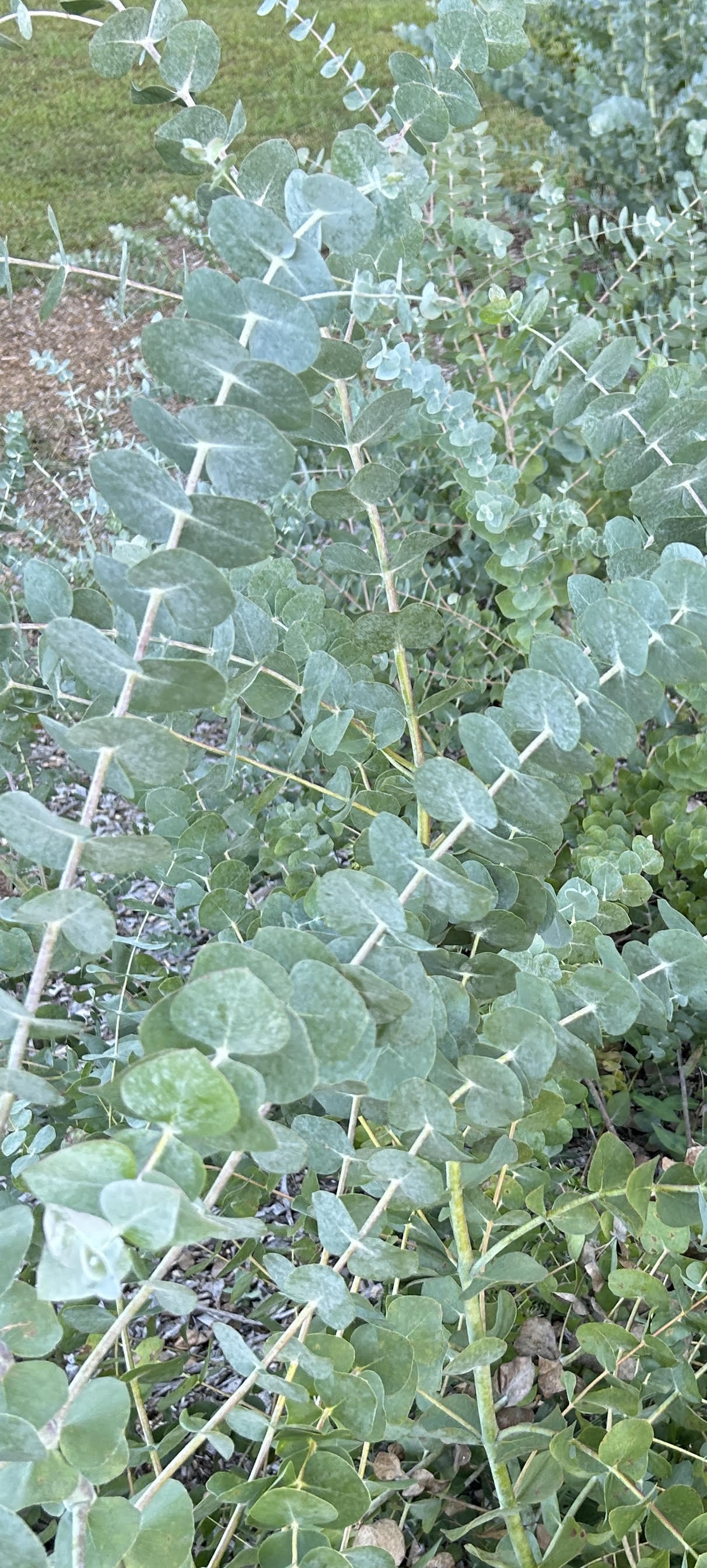 EUCALYPTUS polyanthemos
