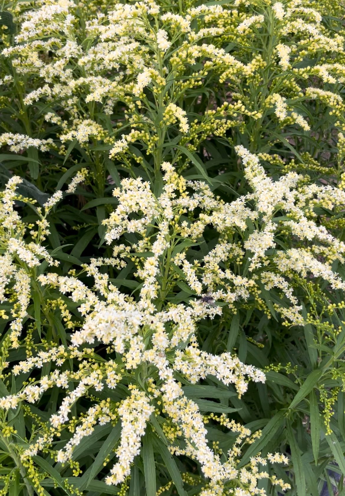 SOLIDAGO sp Glory Moonlight Glory