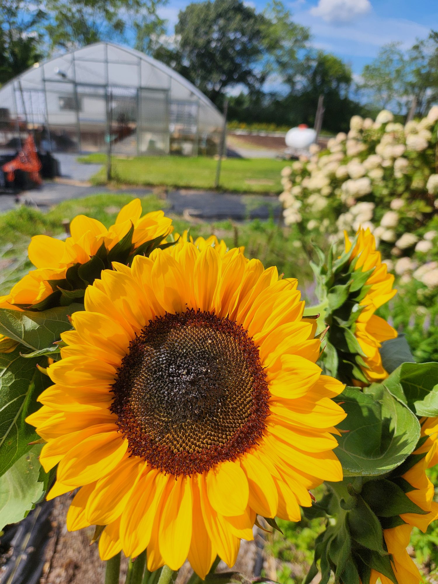 HELIANTHUS annuus ProCut