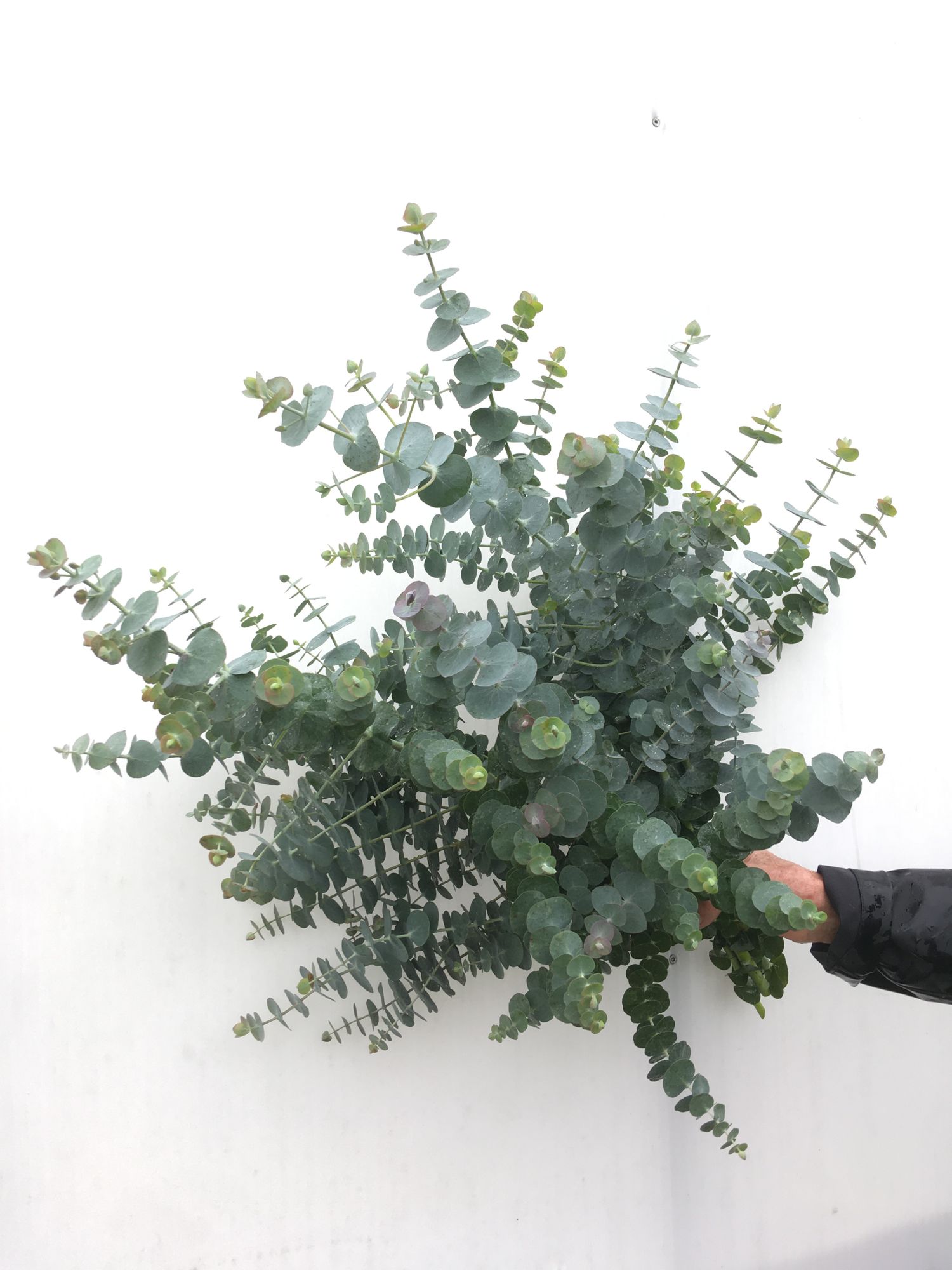 EUCALYPTUS pulverulenta Baby Dwarf Florist Blue