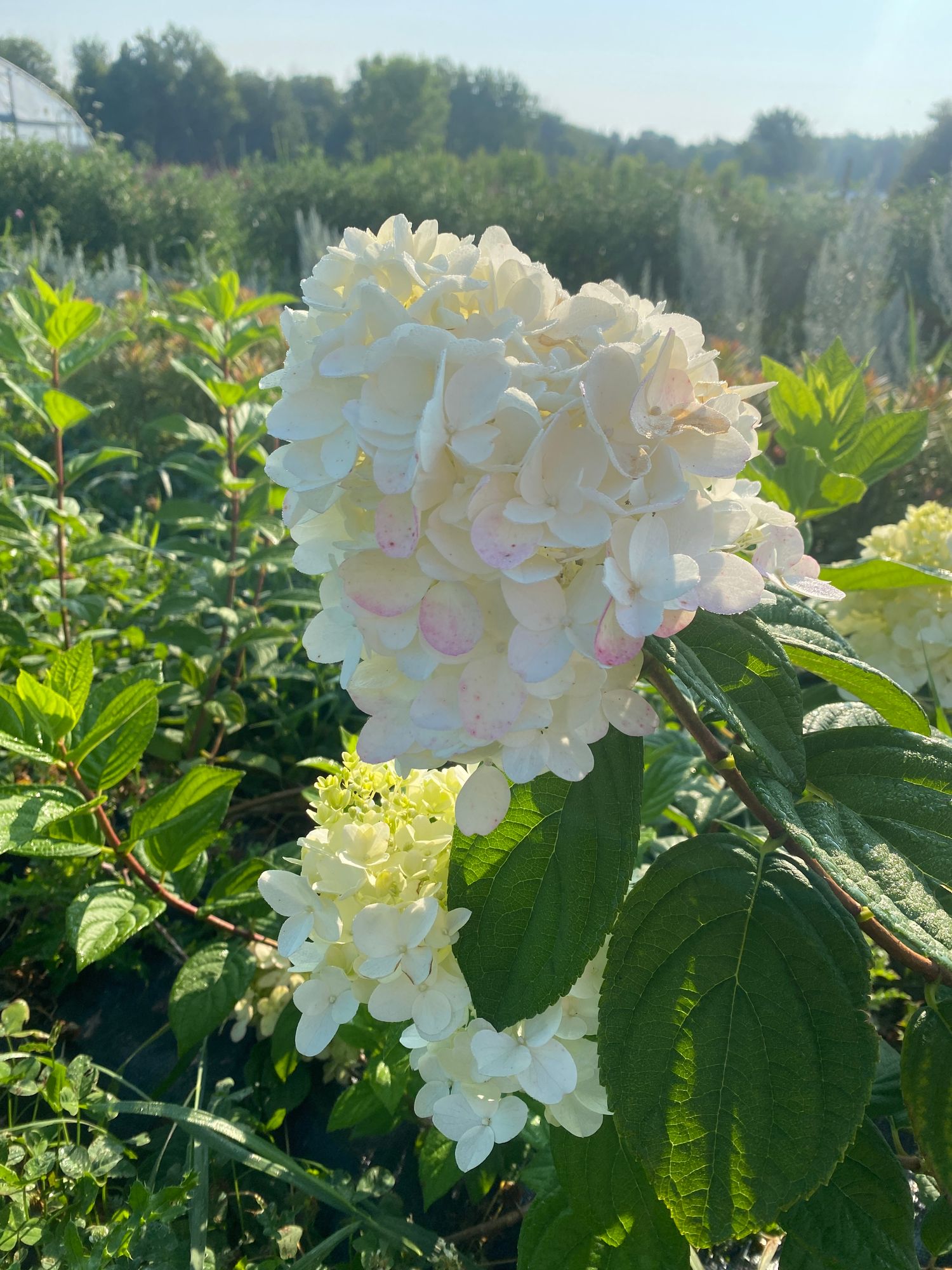 HYDRANGEA paniculata