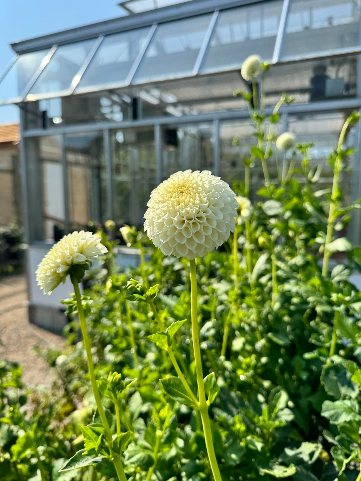 DAHLIA Ryecroft Jan
