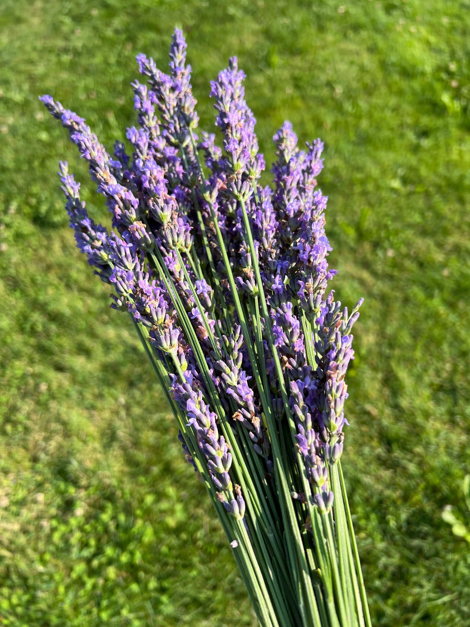 LAVENDULA x intermedia Phenomenal