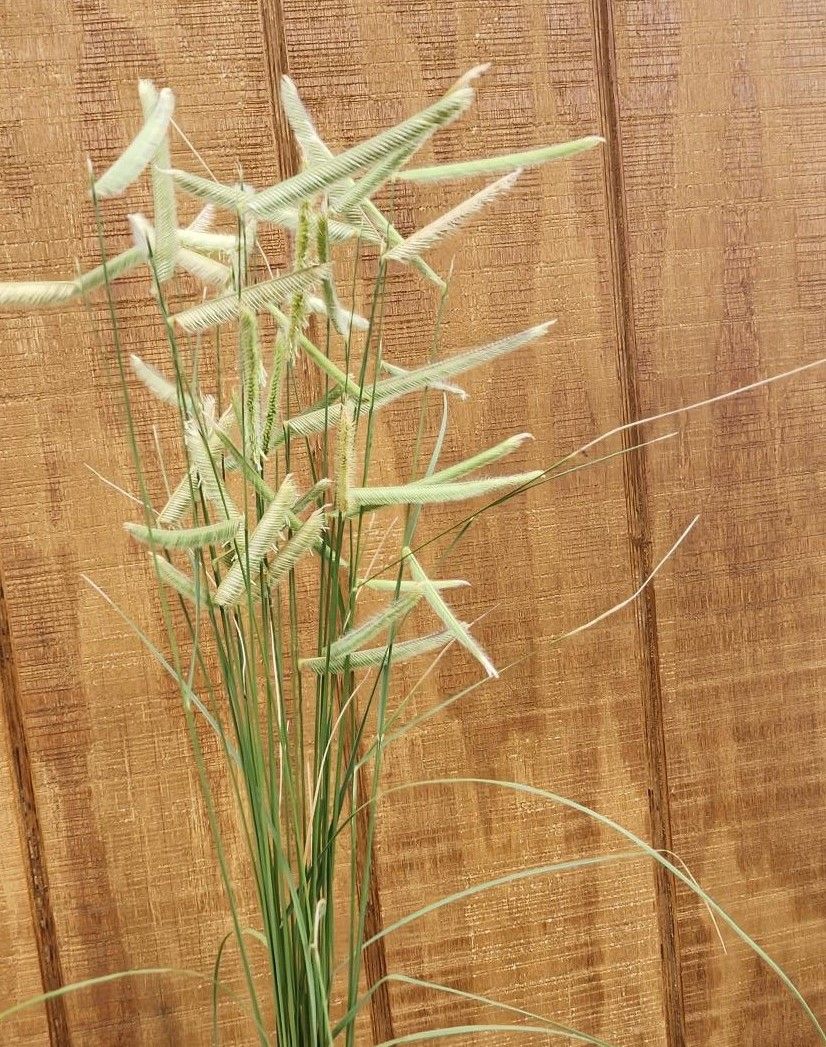 BOUTELOUA gracilis