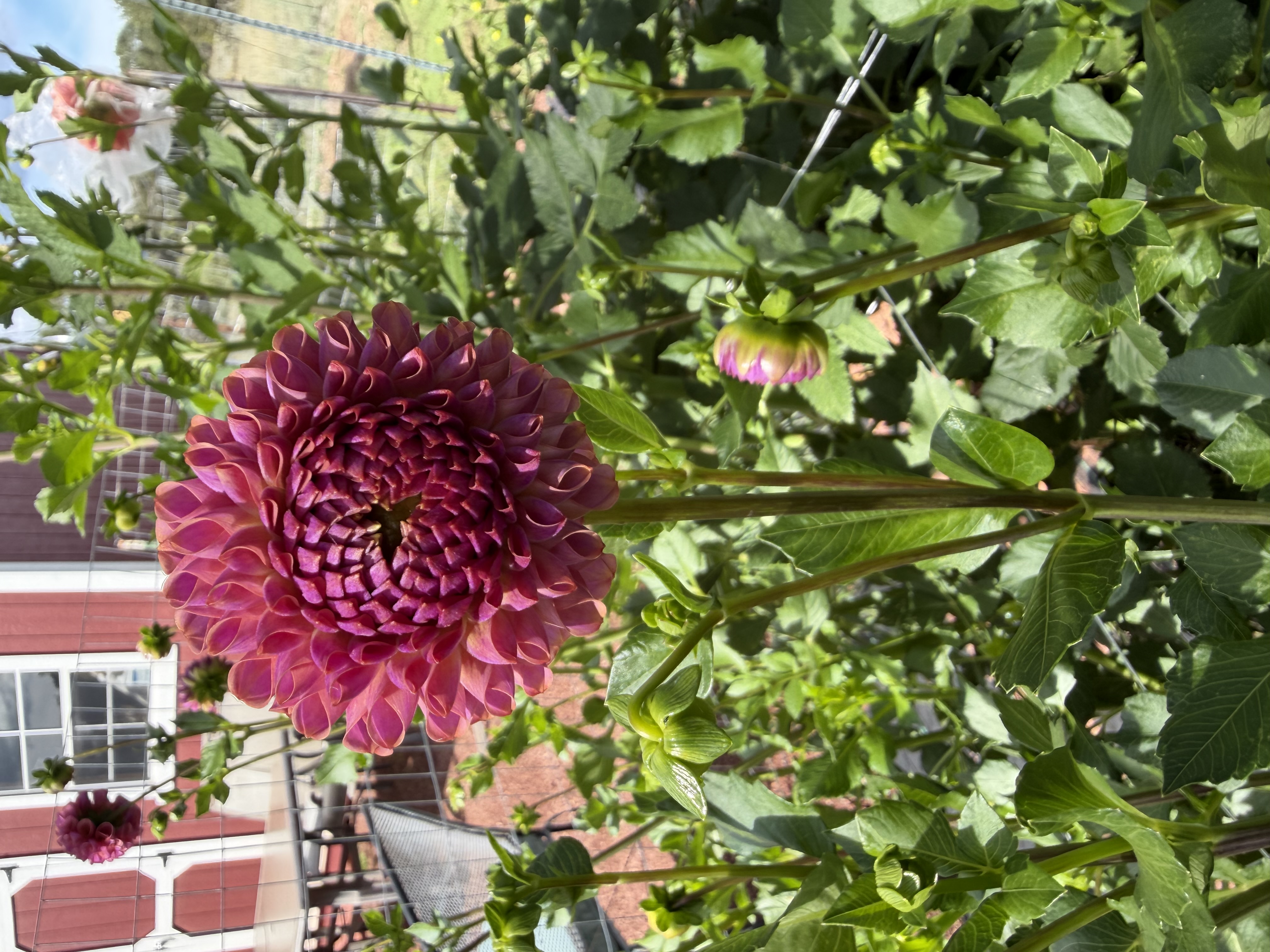 DAHLIA Caitlins Joy