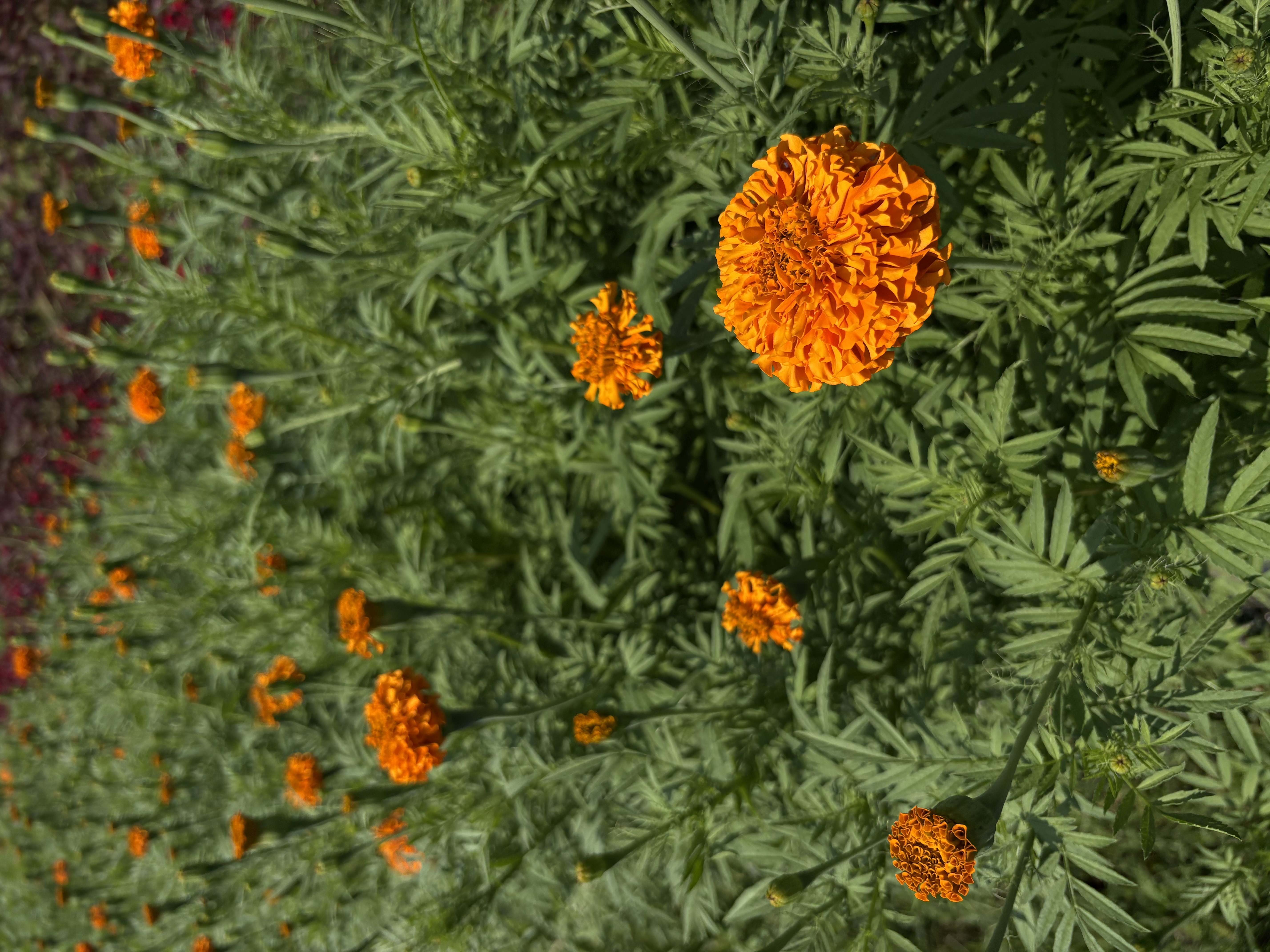 TAGETES erecta Xochi Orange