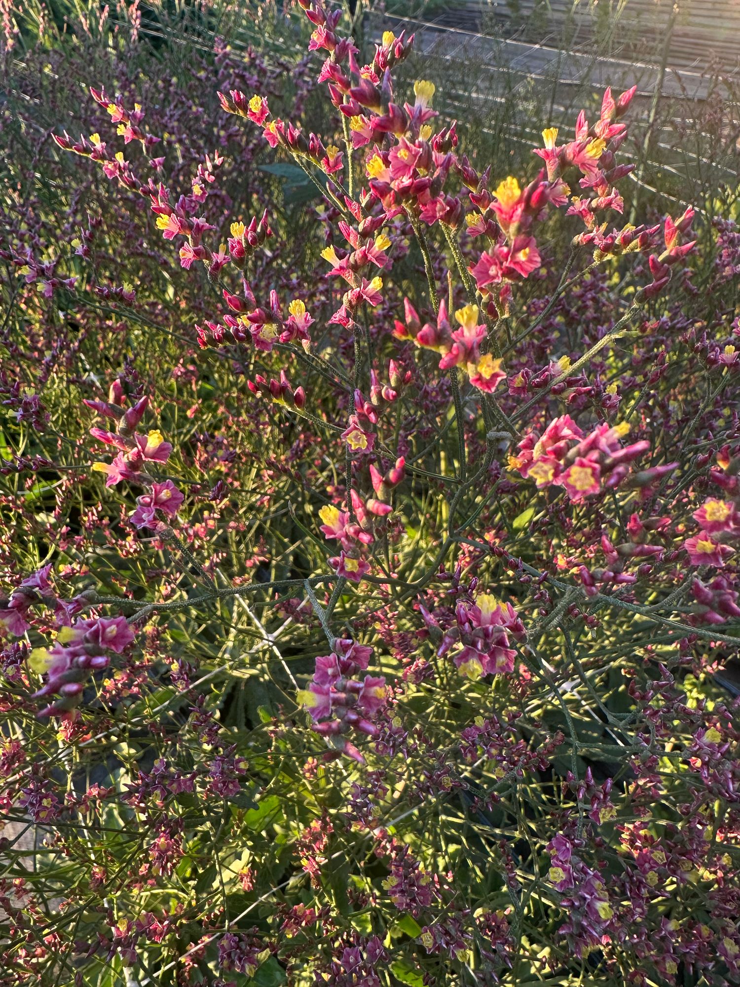 LIMONIUM sinuatum