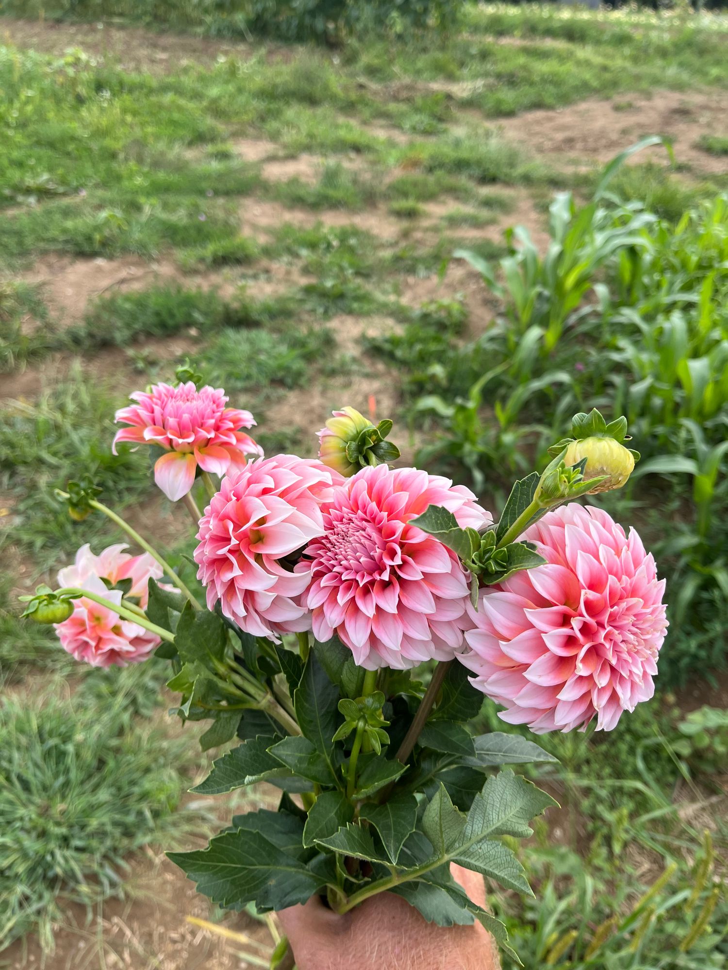 DAHLIA Peaches n Cream