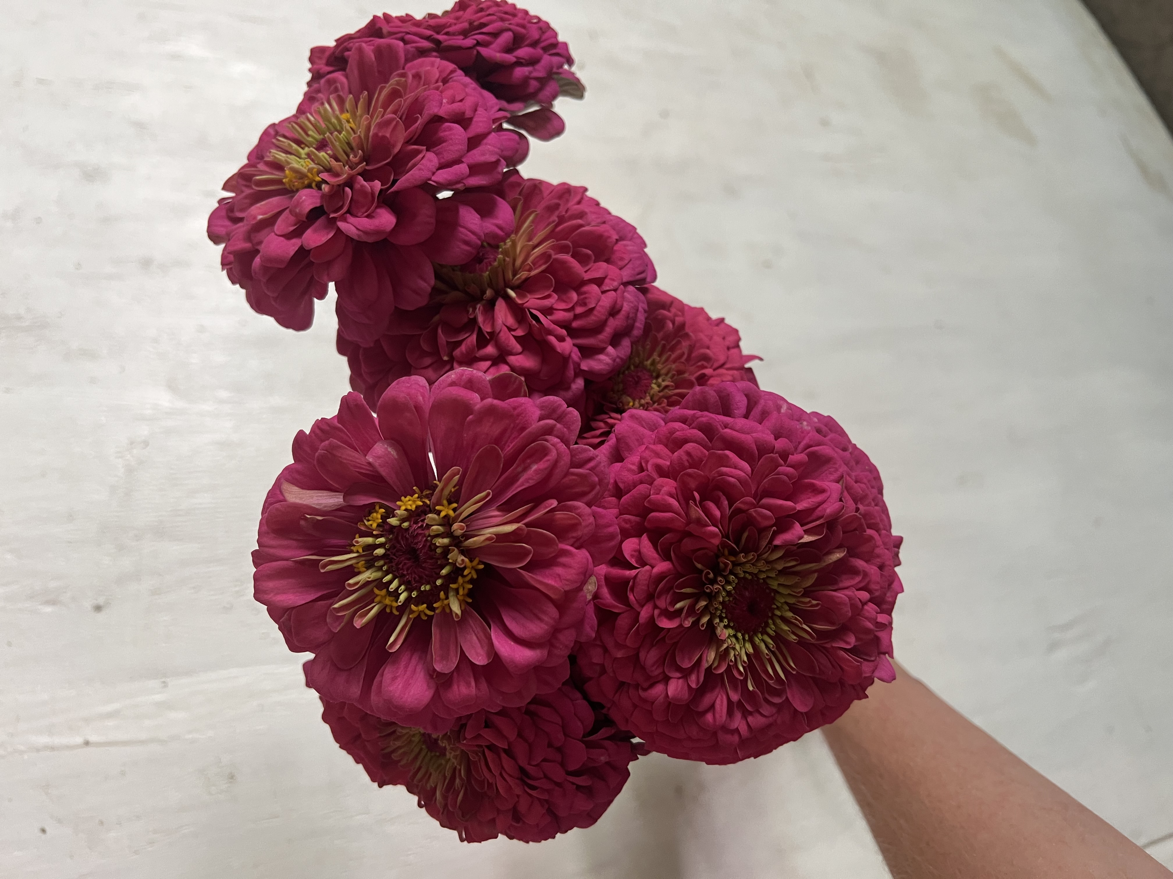 ZINNIA elegans Benary's Giant