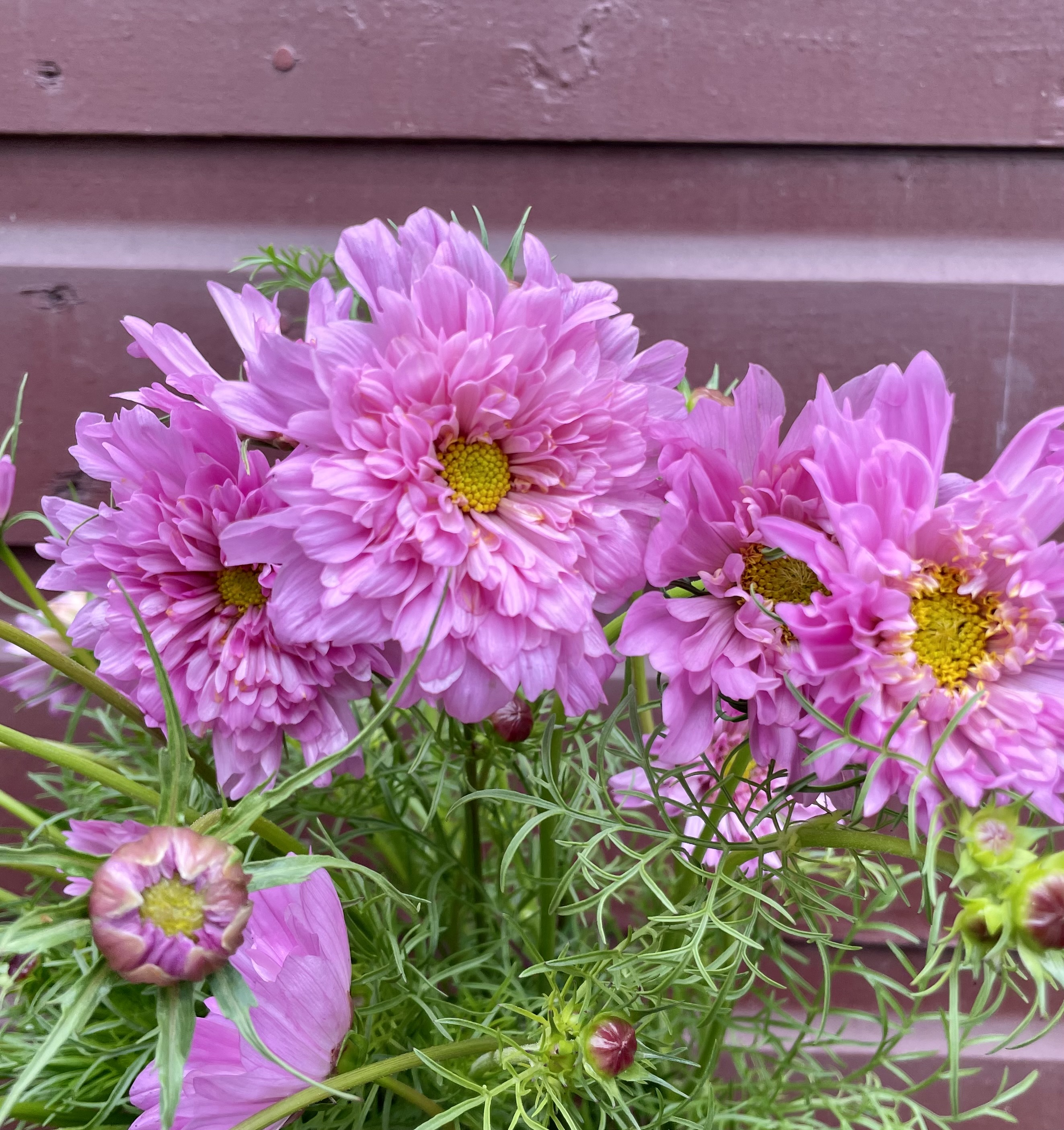 COSMOS bipinnatus Double Click Rose Bon Bon
