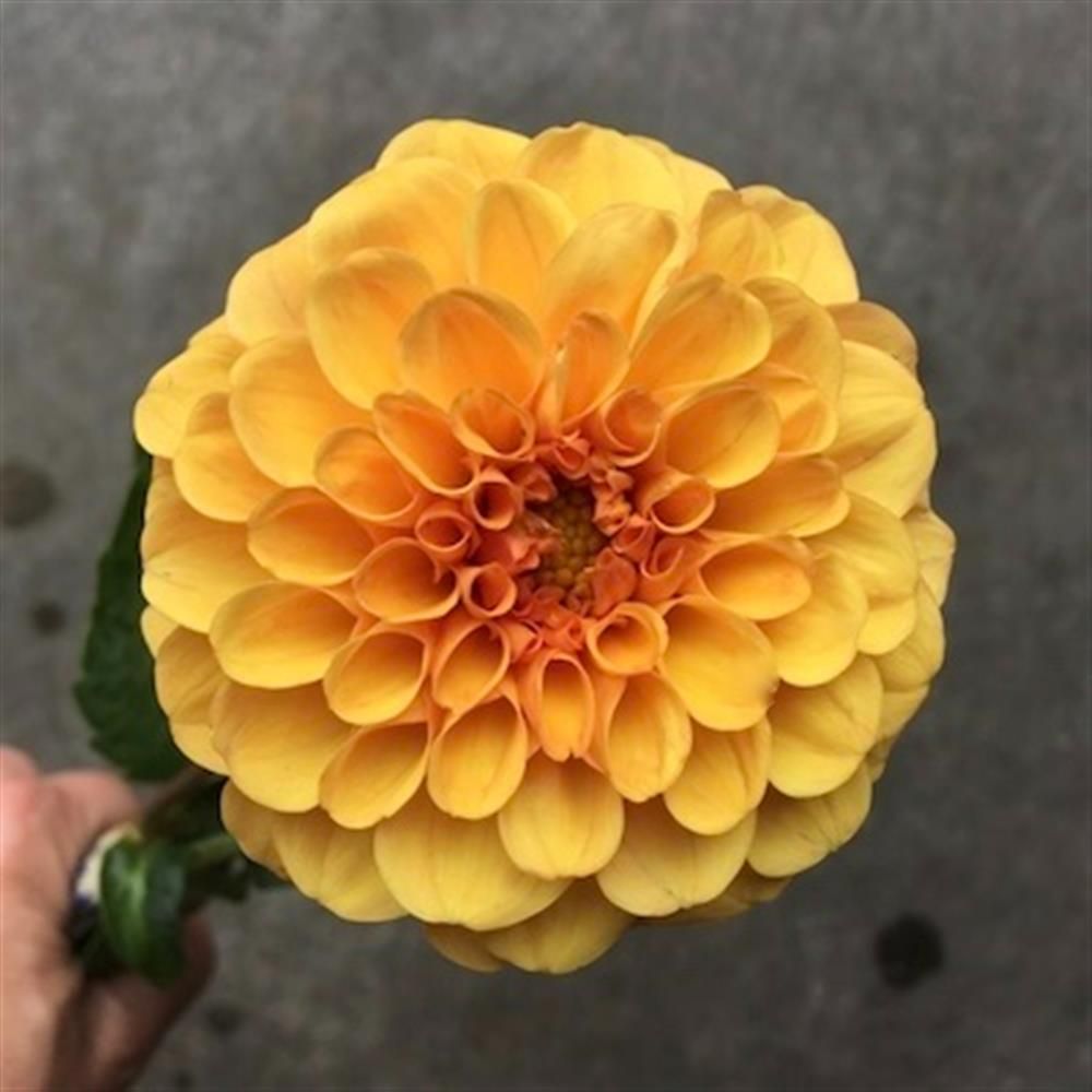 DAHLIA Golden Scepter