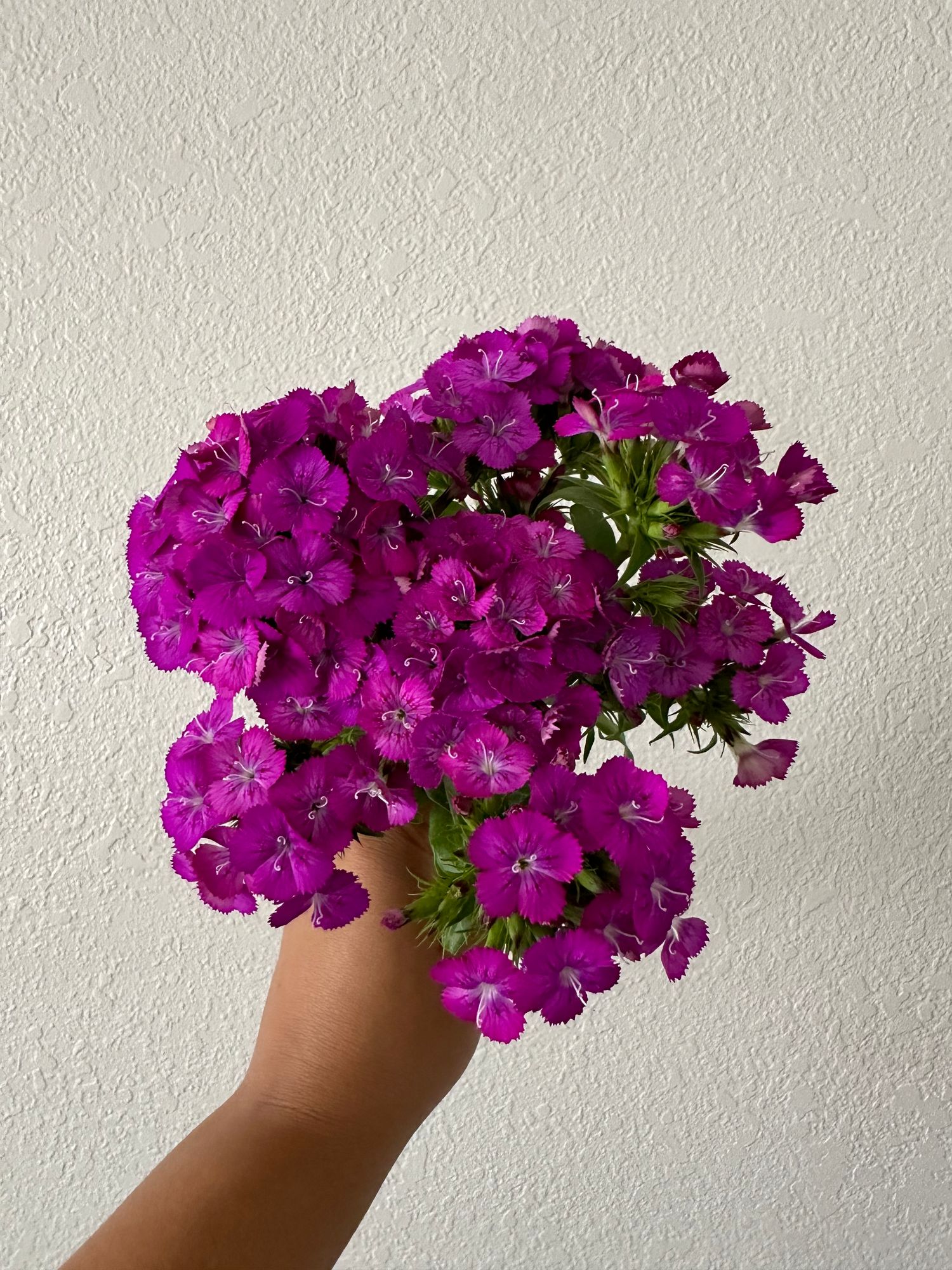 DIANTHUS barbatus Amazon