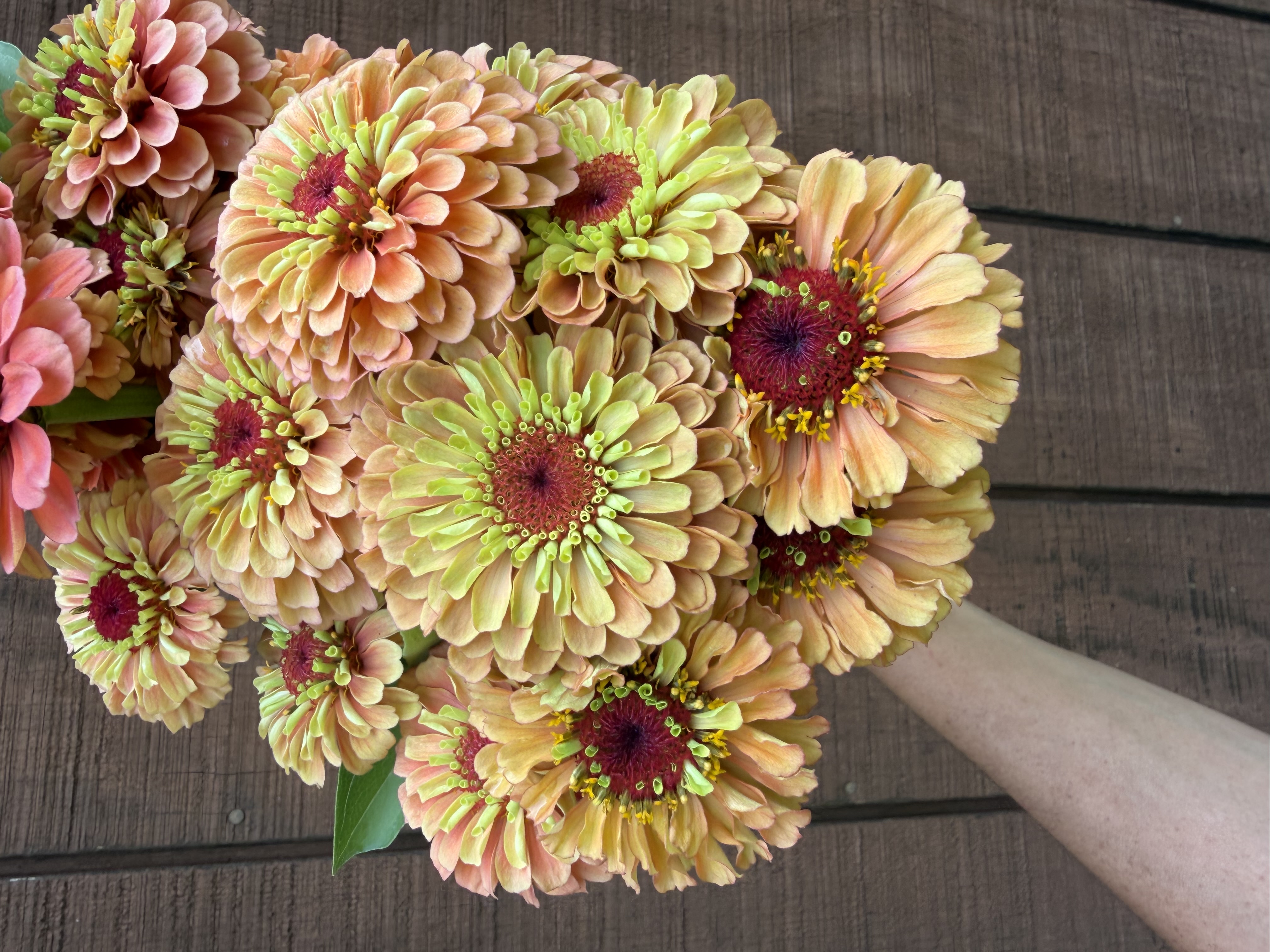 ZINNIA elegans Queeny Lime Orange