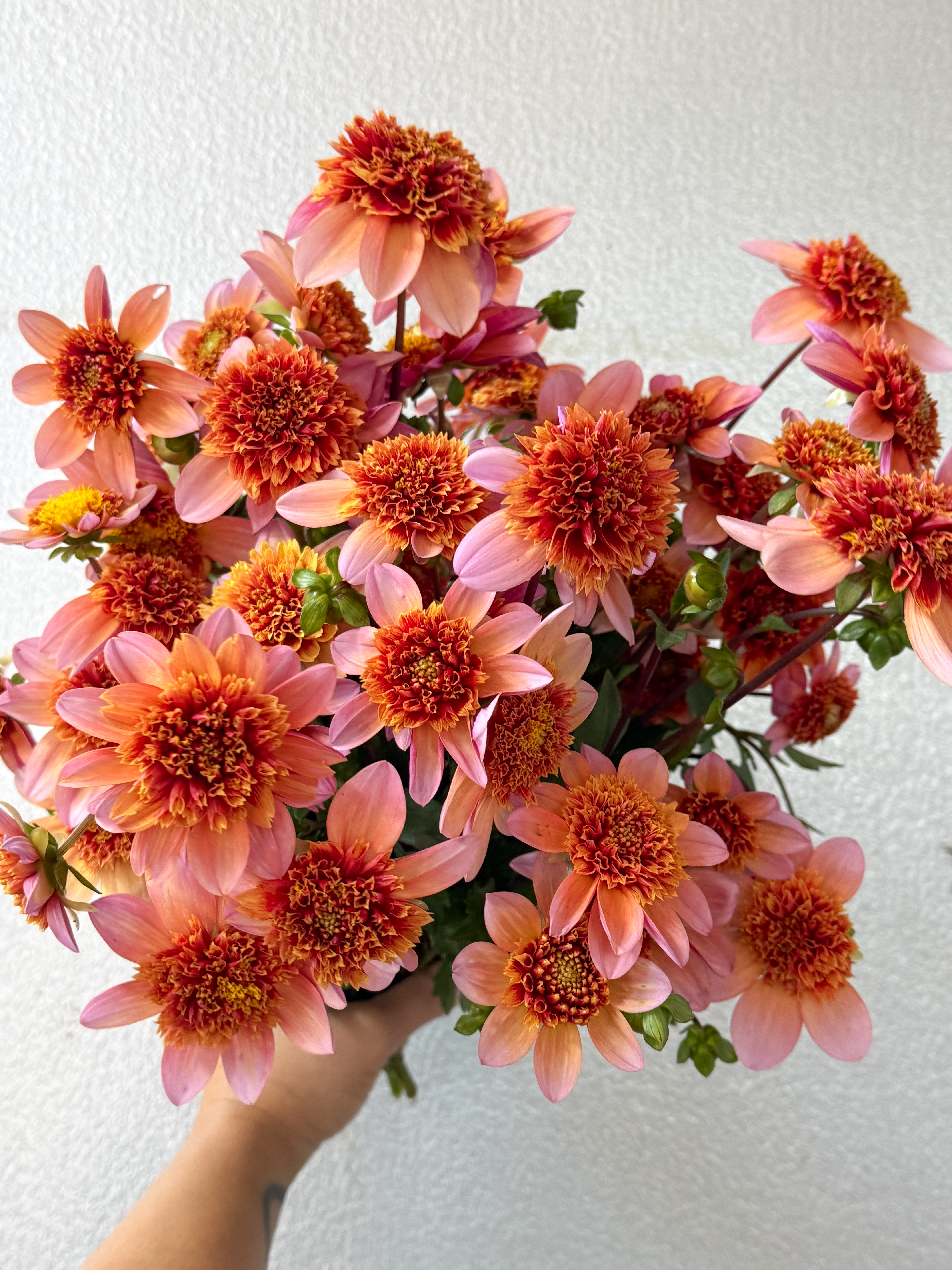 DAHLIA Totally Tangerine