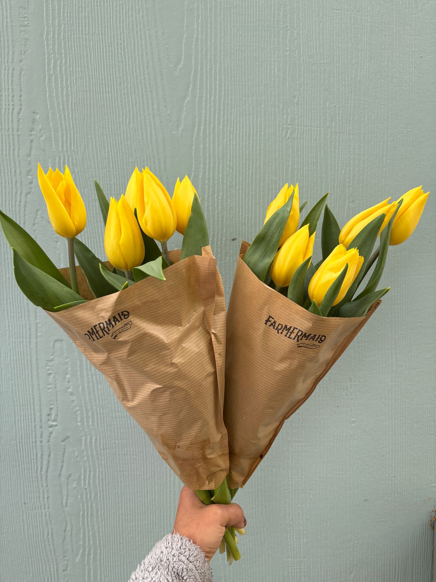 TULIPA