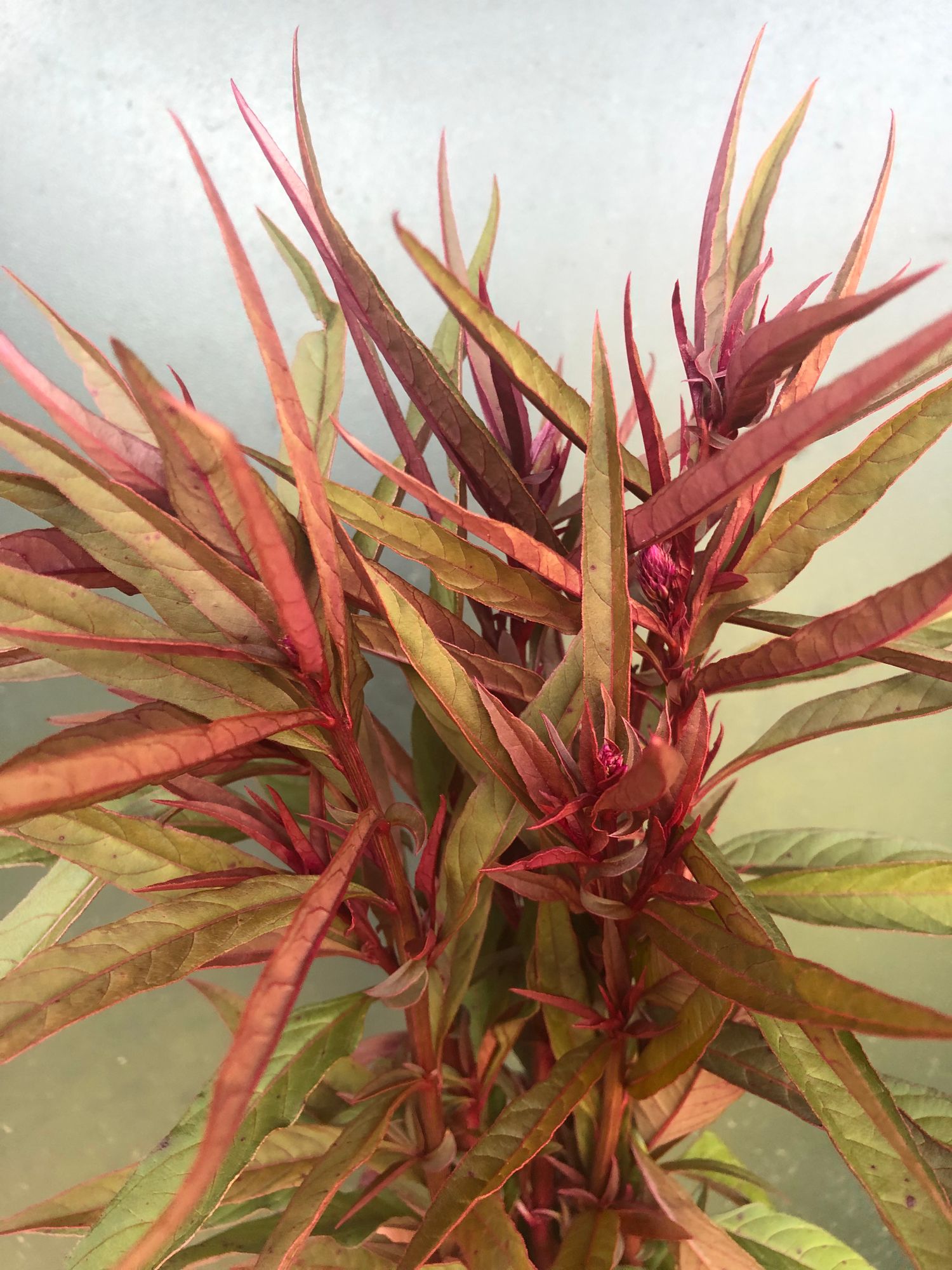 CELOSIA argentea spicata Flamingo Purple