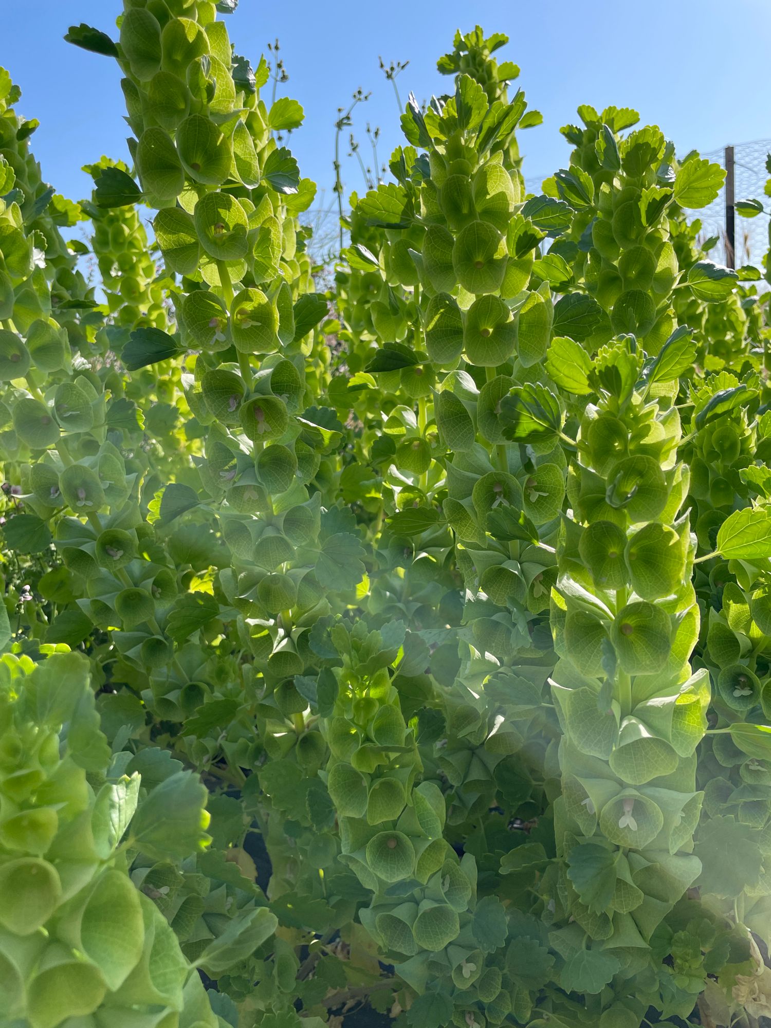 MOLUCCELLA laevis