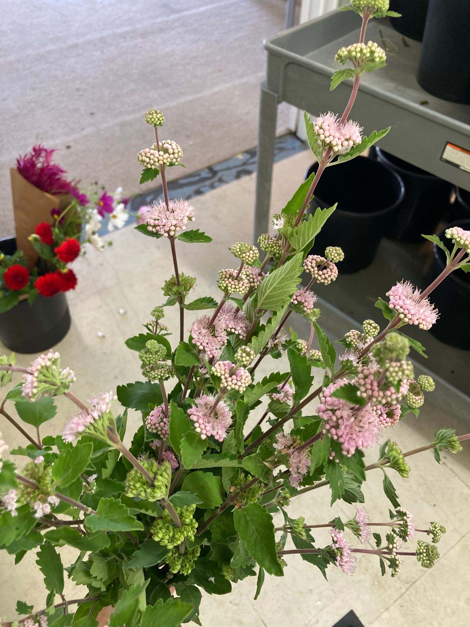 CARYOPTERIS incana Pagoda Blush