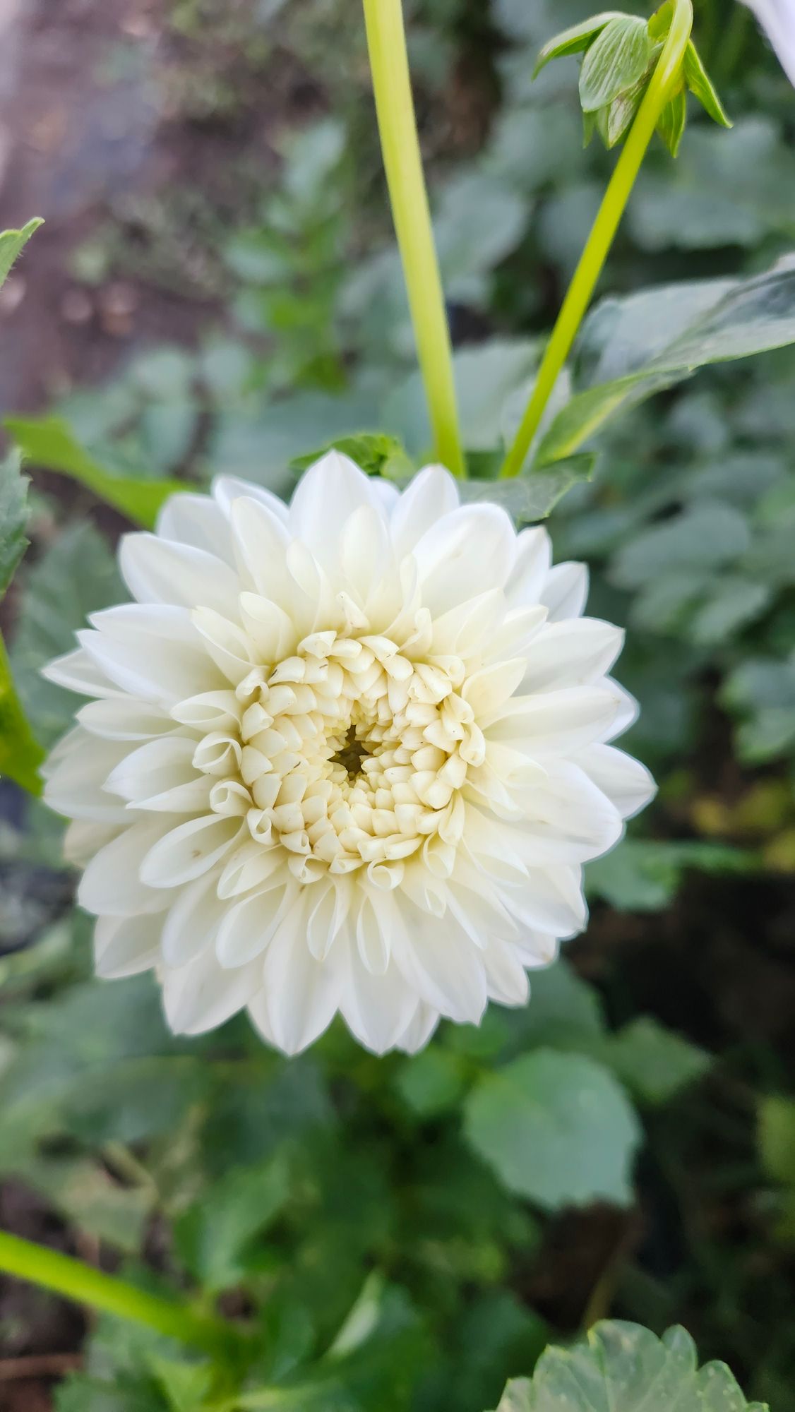 DAHLIA Blizzard