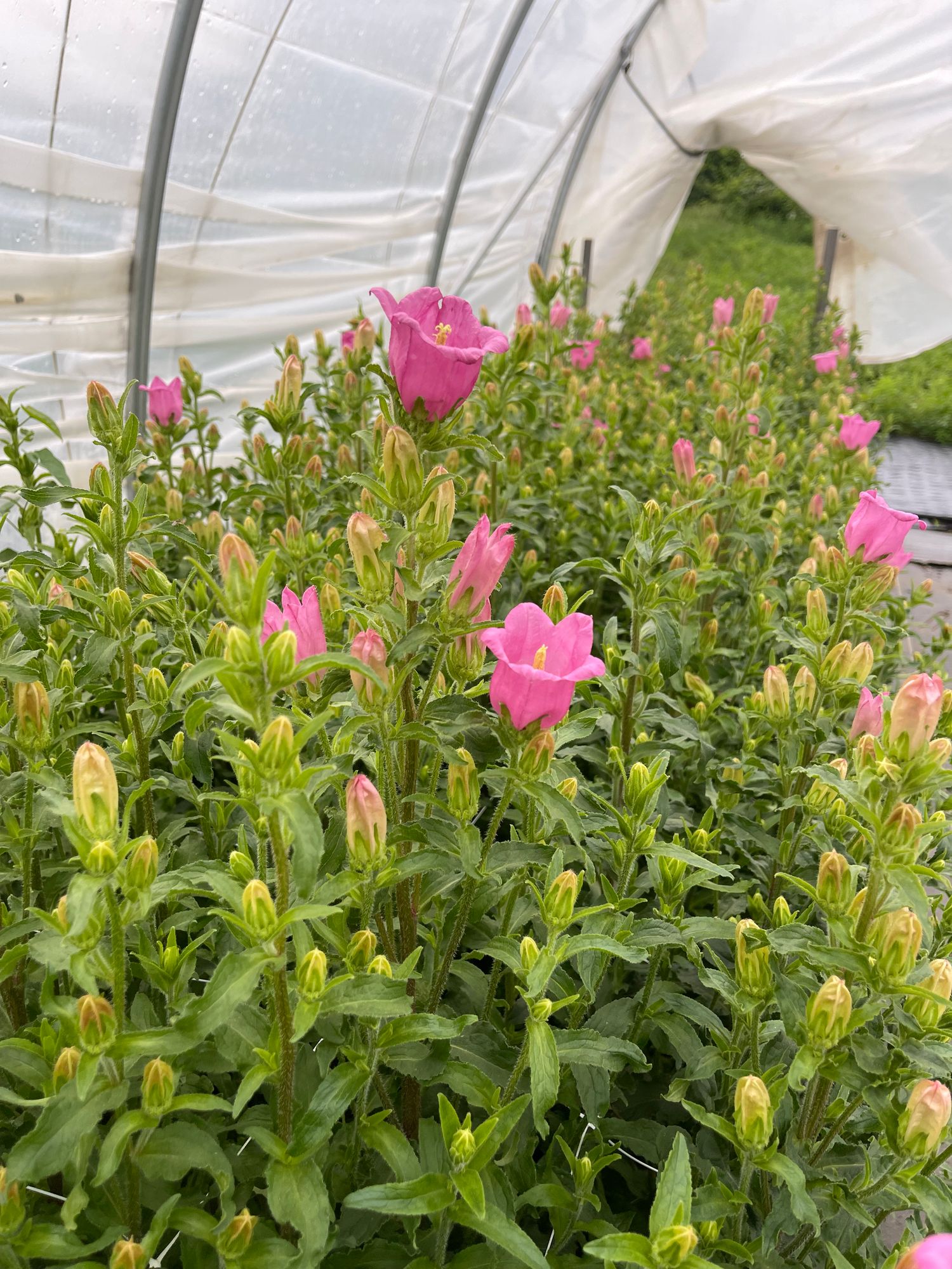 CAMPANULA aucherii